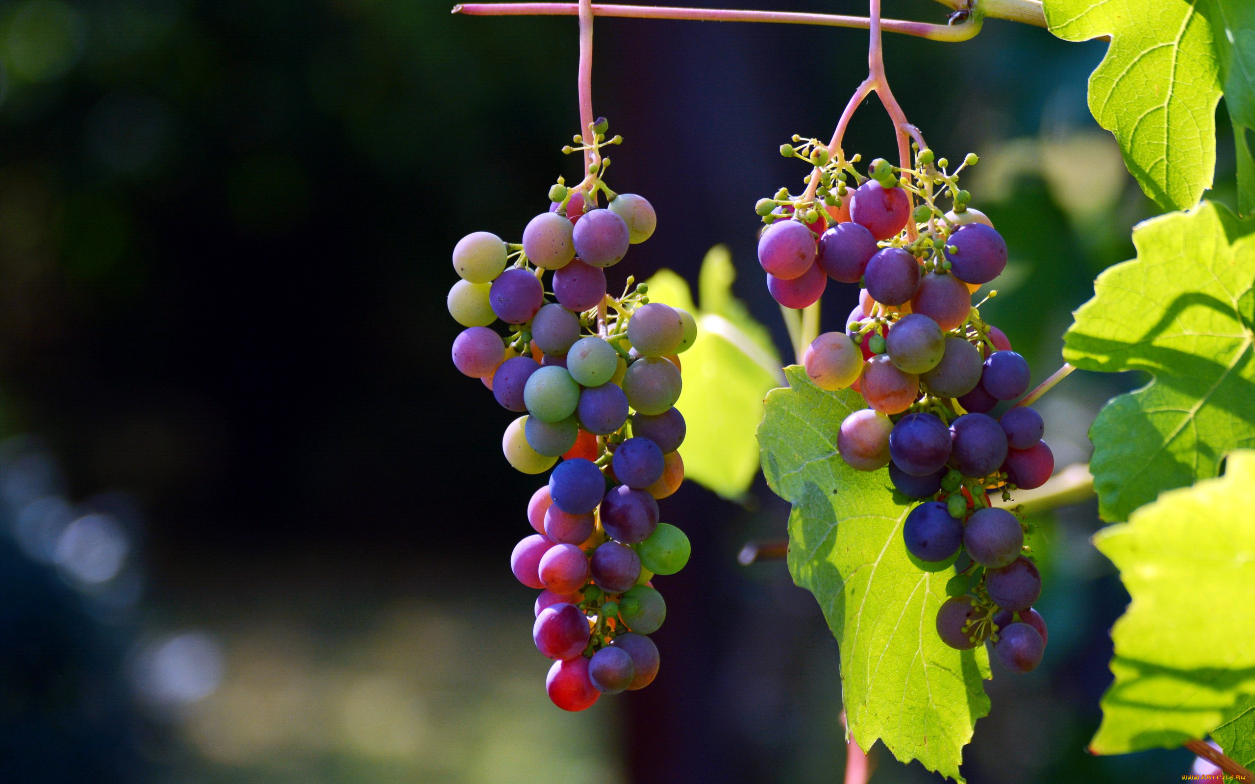природа, Ягоды, , виноград, грозди