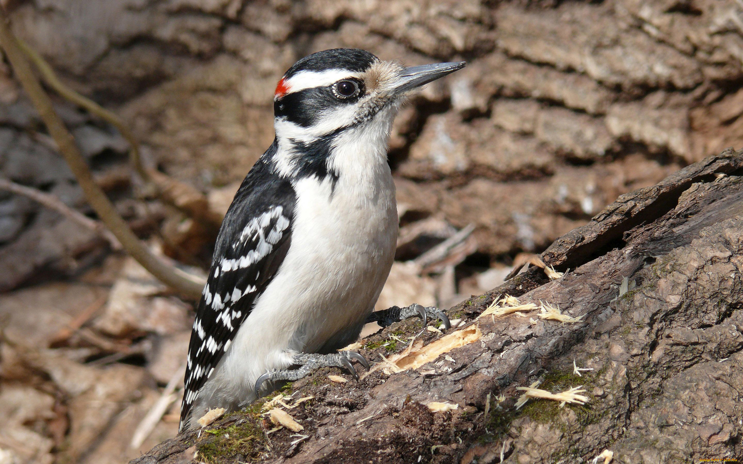 животные, дятлы, птица, дятел, щепки, бревно