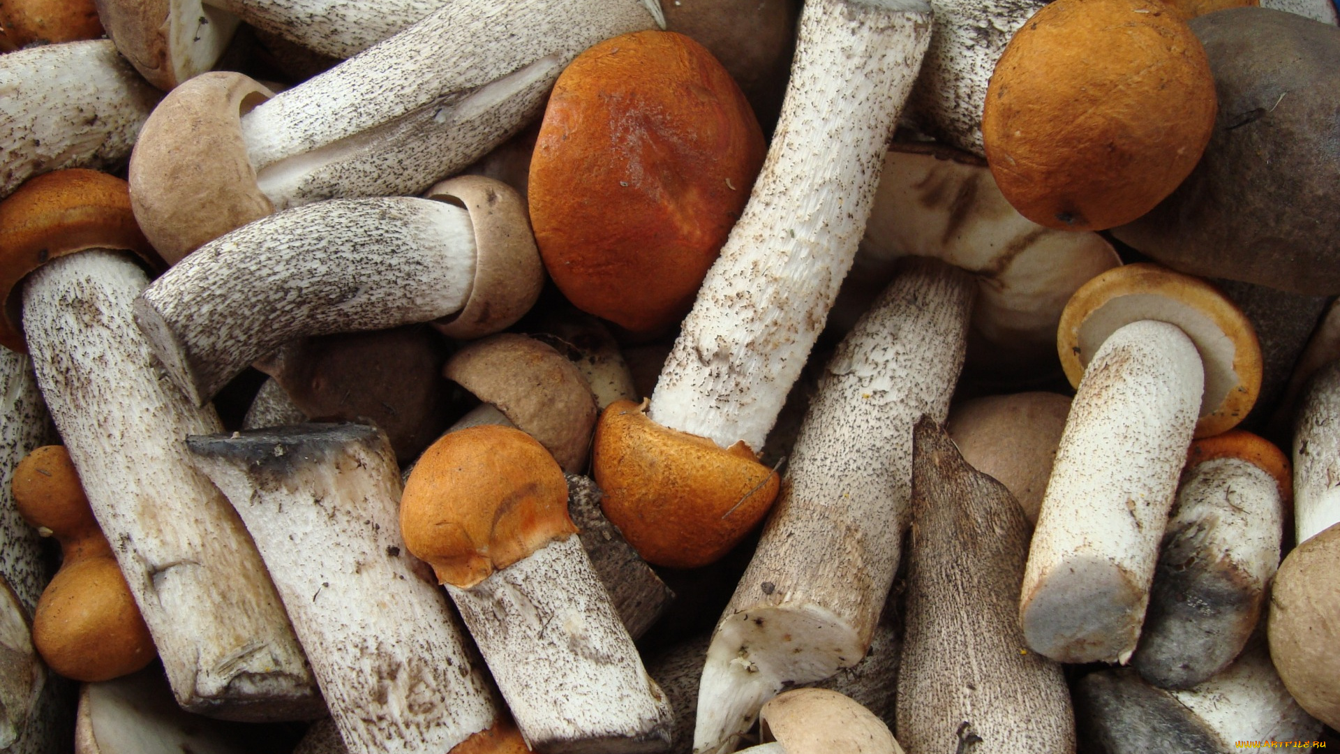 еда, грибы, , грибные, блюда