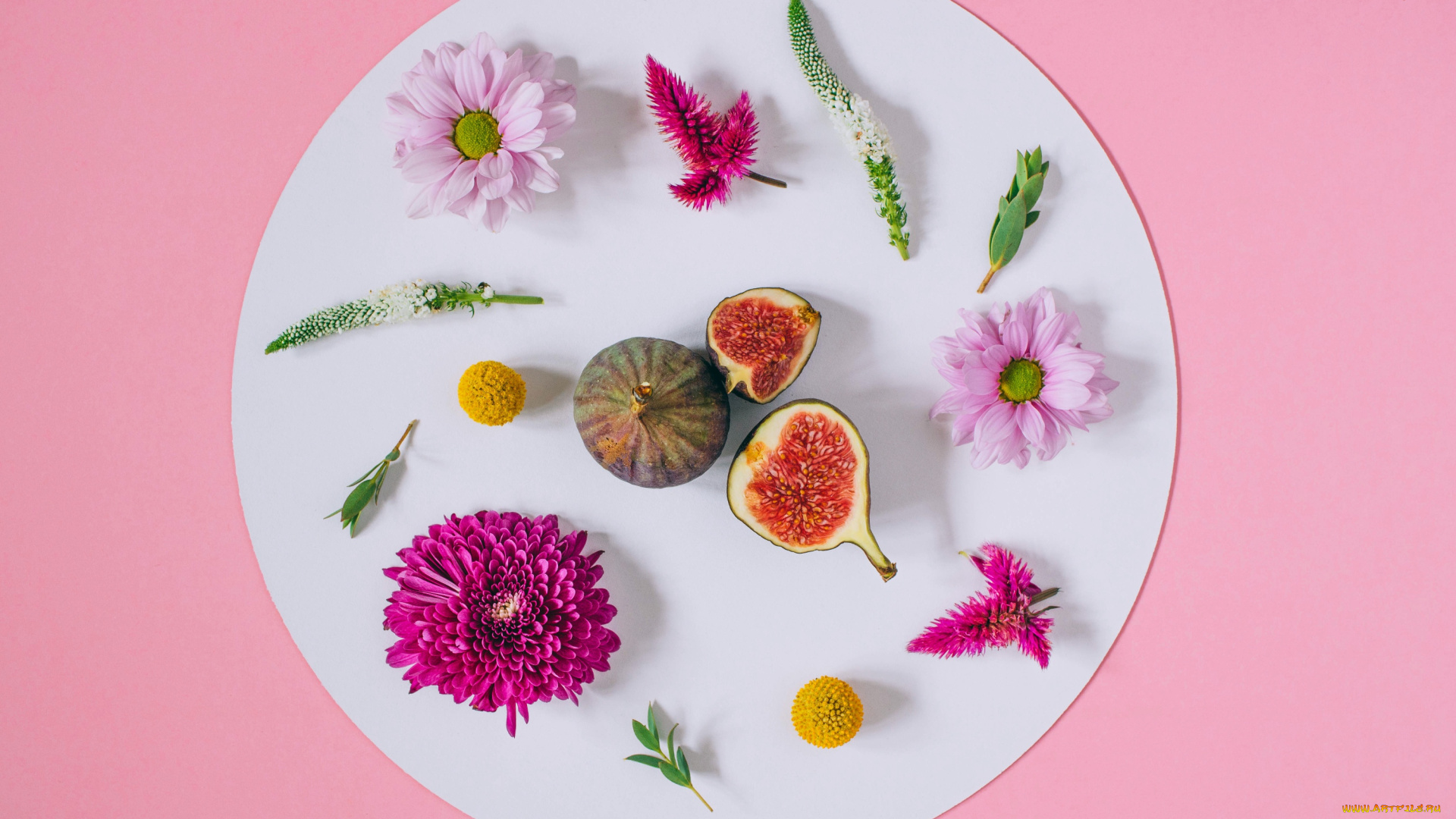 еда, инжир, background, хризантемы, floral, frame, pink, flowers, цветы