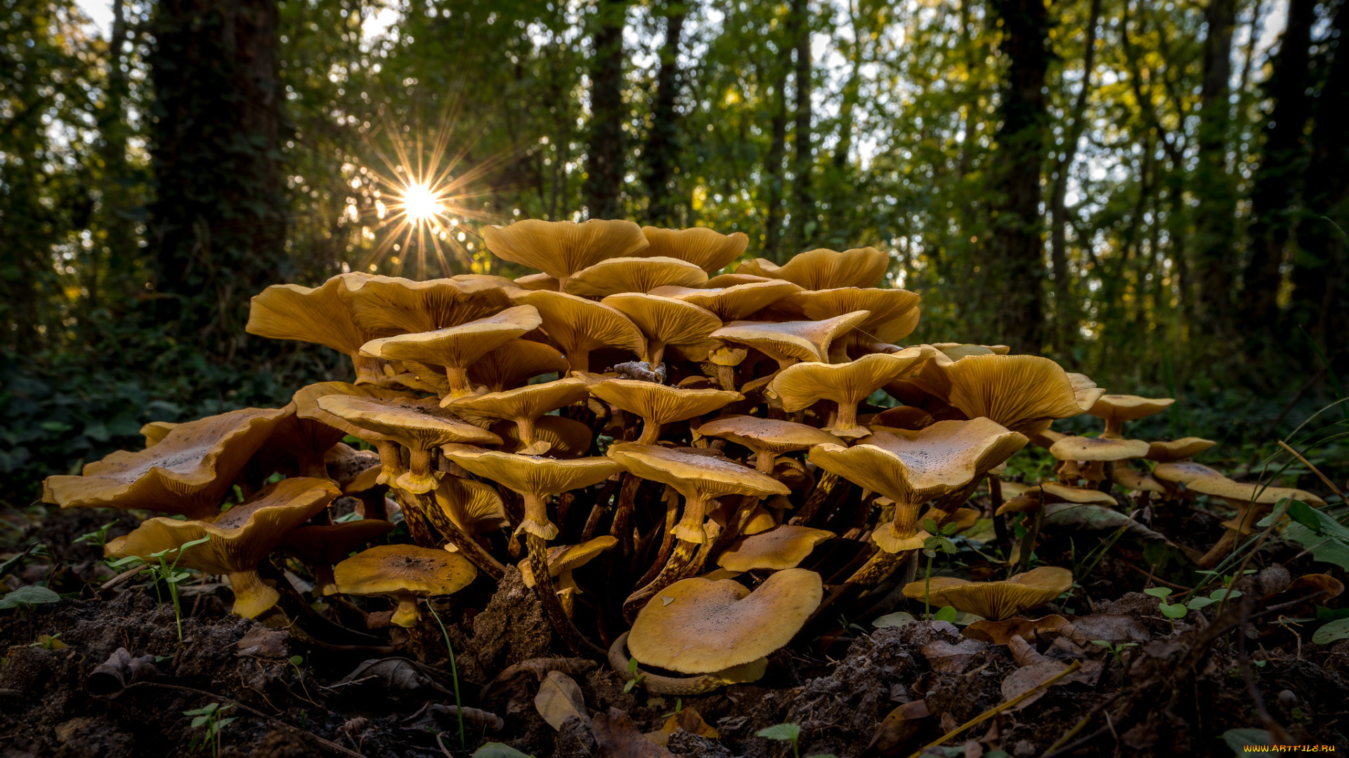 природа, грибы, простор