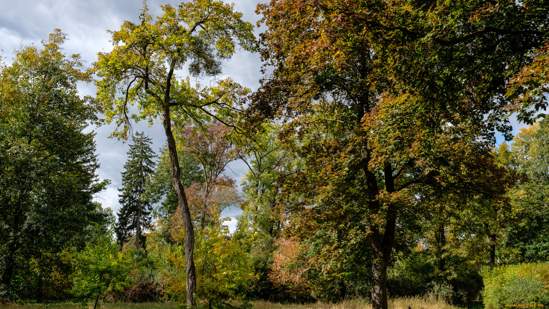 природа, лес, простор