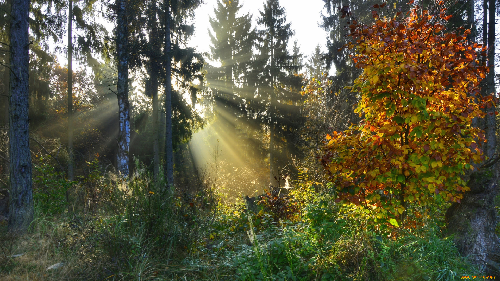 природа, лес, простор