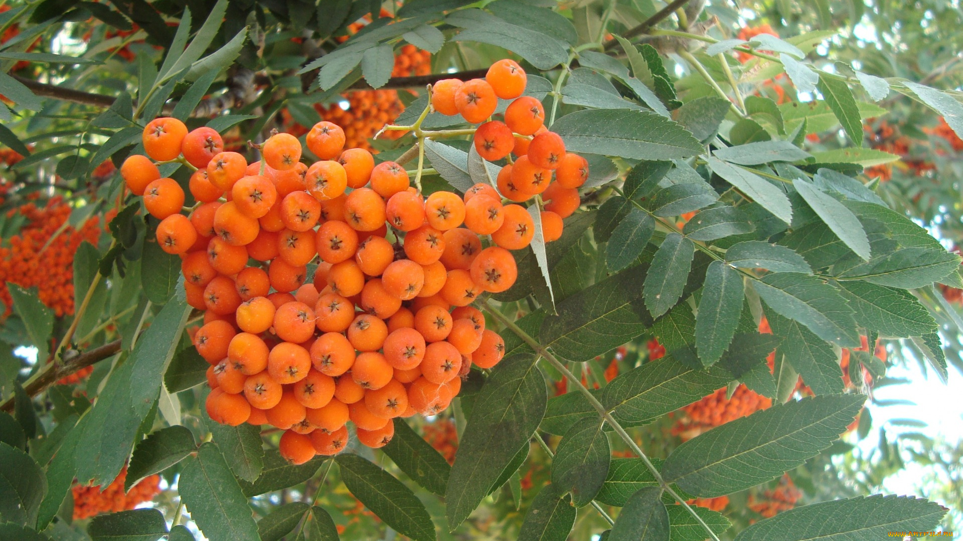 природа, Ягоды, , рябина, рябина