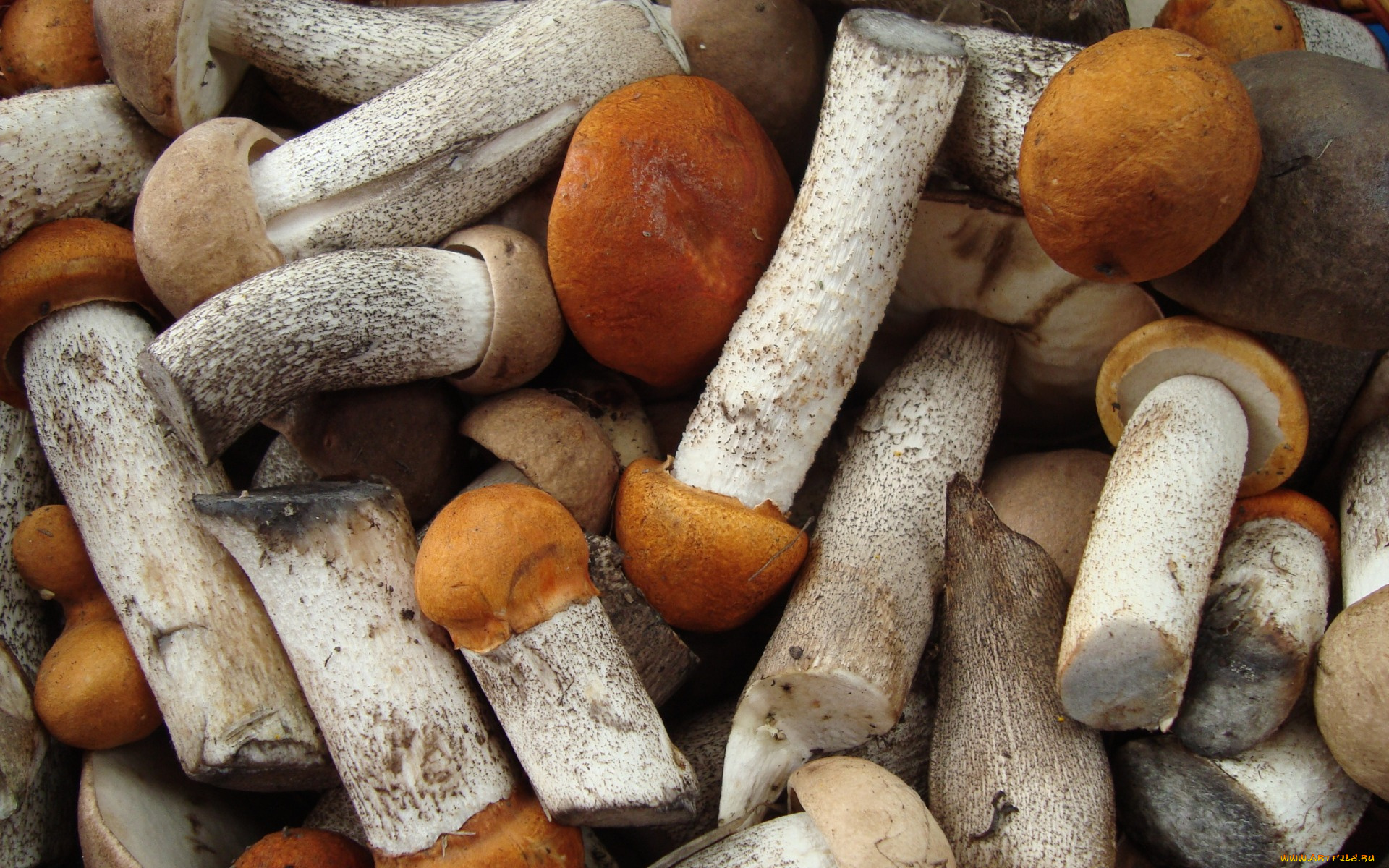 еда, грибы, , грибные, блюда