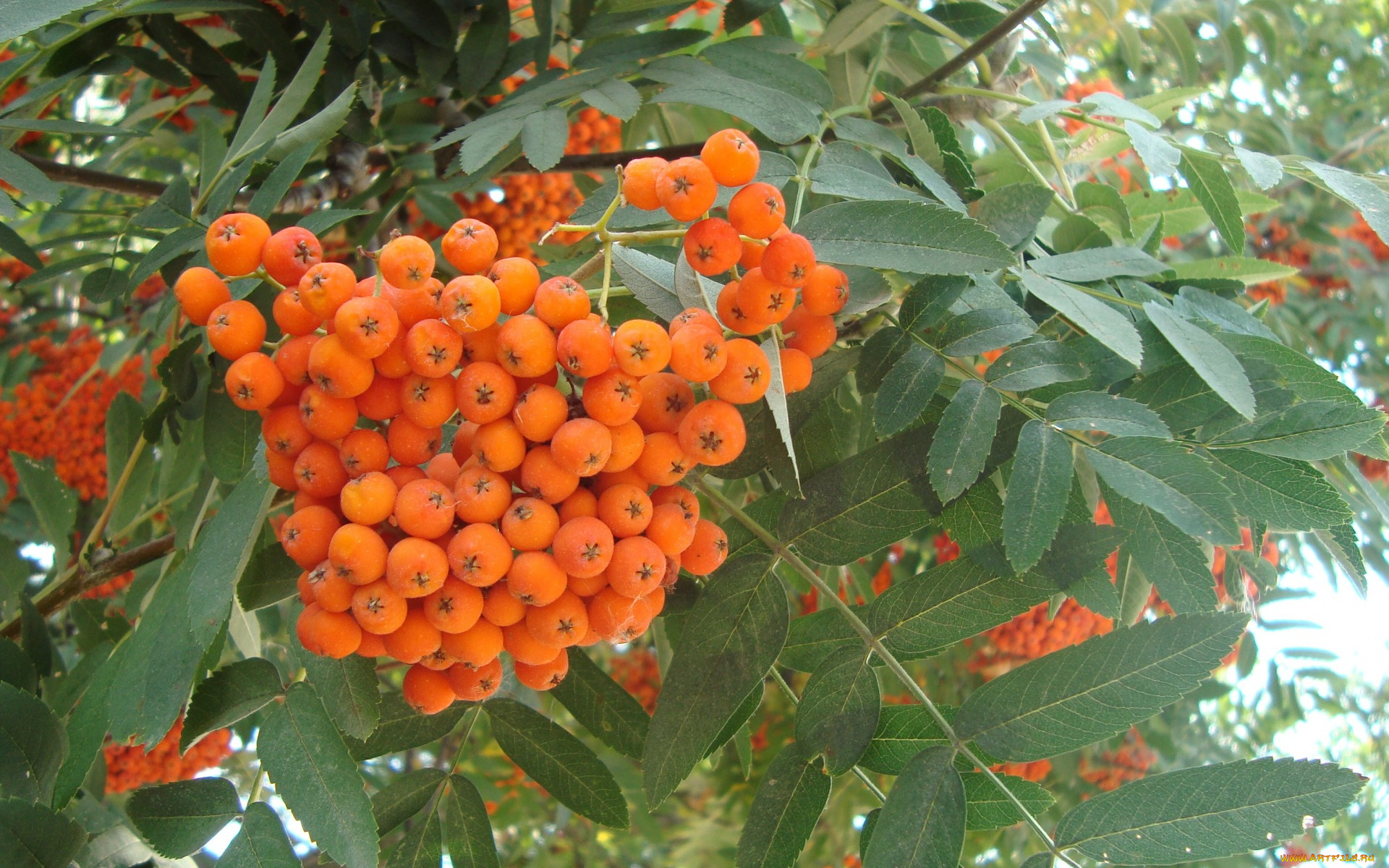 природа, Ягоды, , рябина, рябина