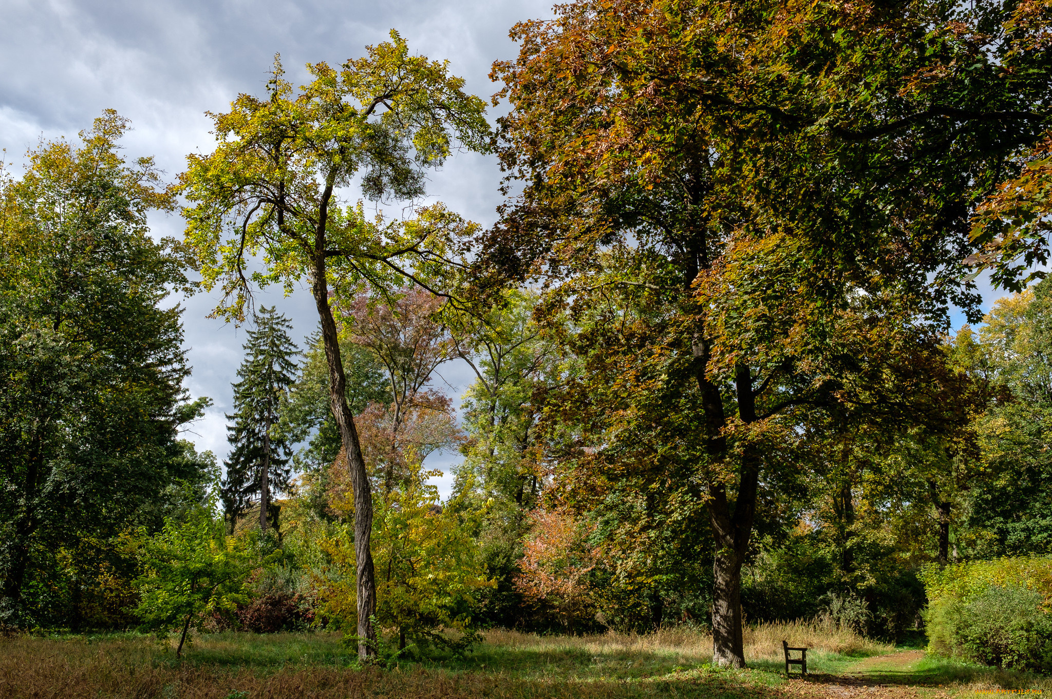 природа, лес, простор