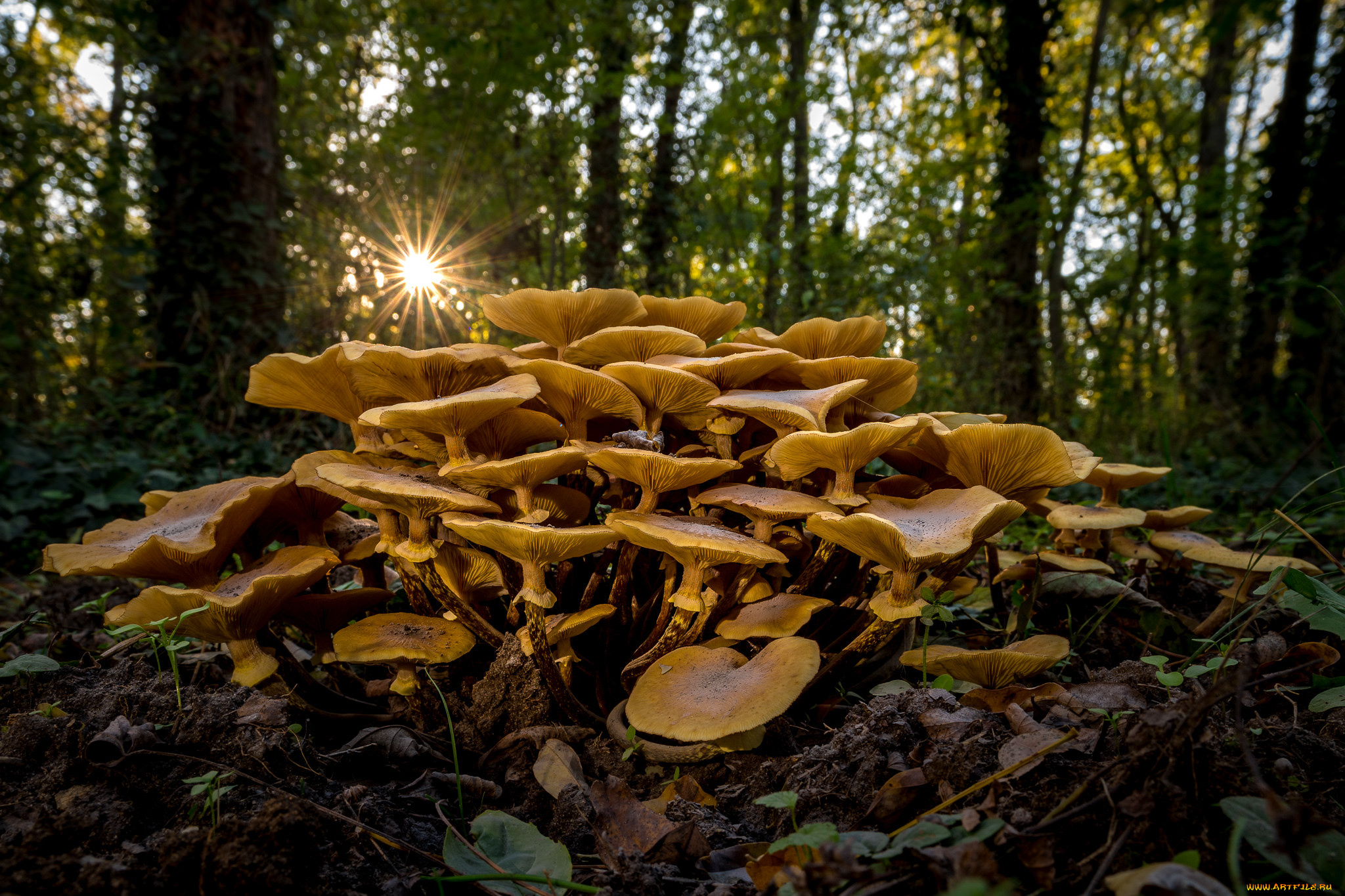 природа, грибы, простор