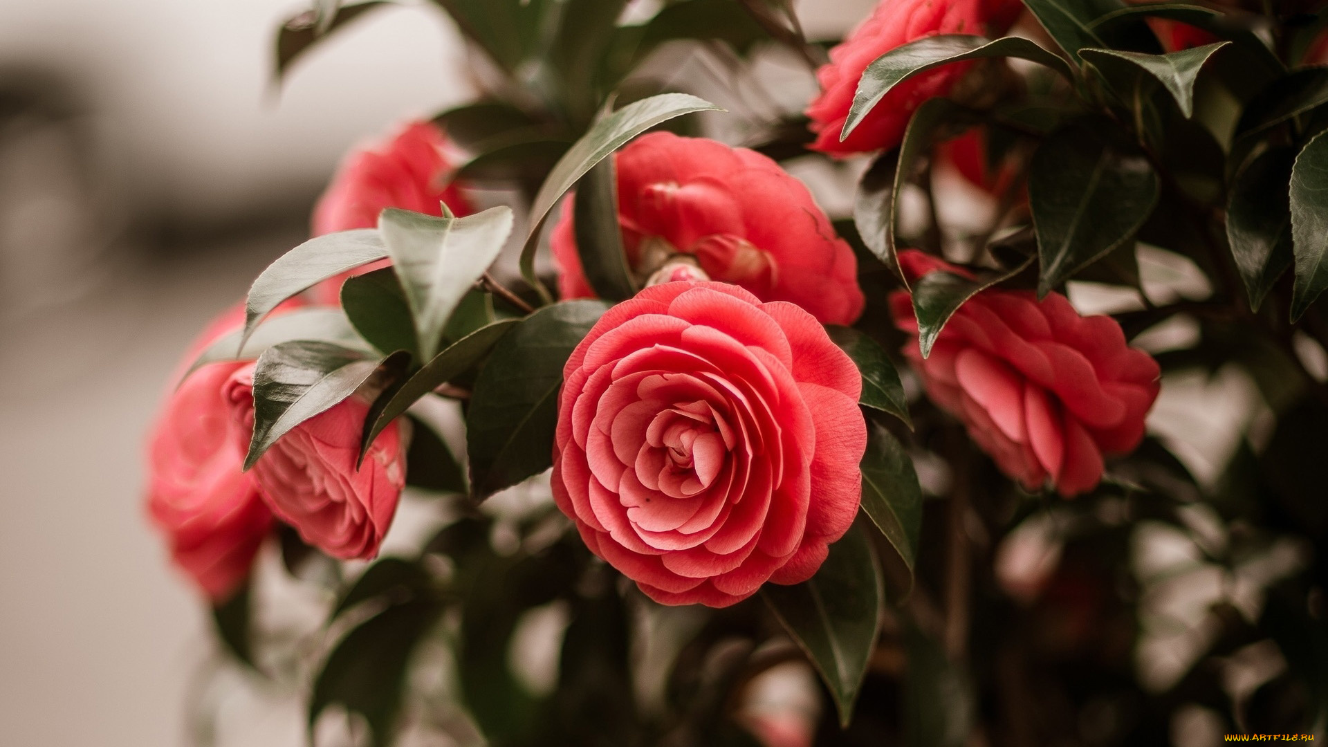 цветы, камелии, куст, камелия, розовая