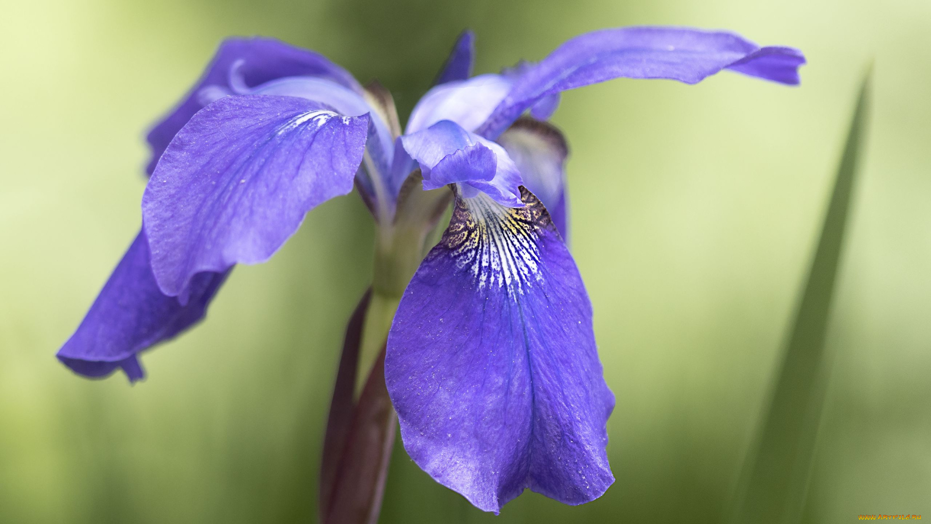 цветы, ирисы, лиловый, ирис, макро