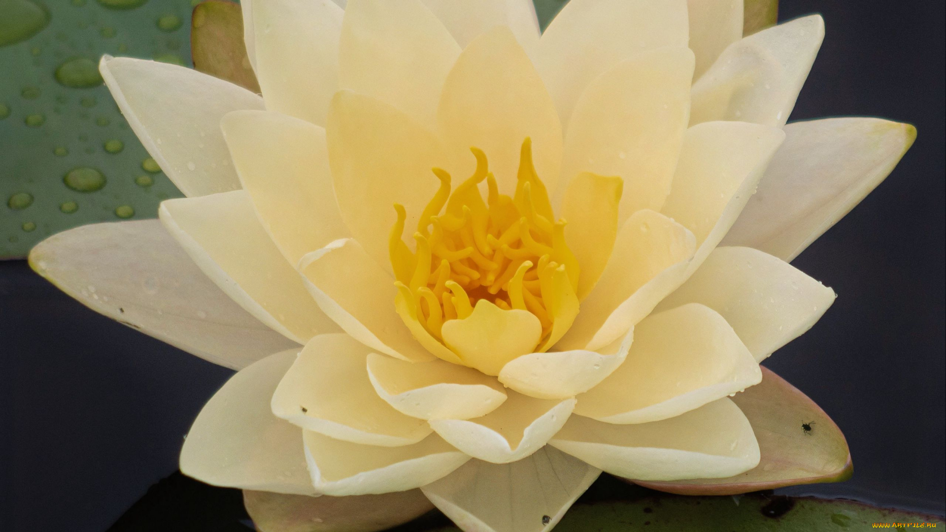 цветы, лилии, водяные, , нимфеи, , кувшинки, водяная, лилия, белая, макро