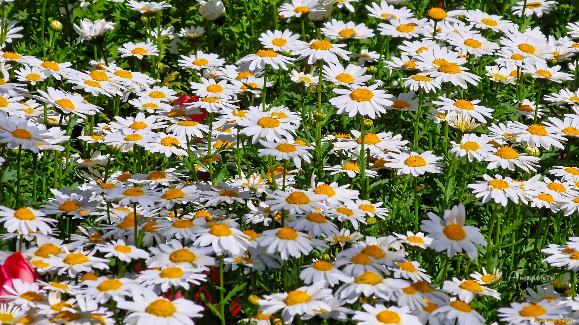 цветы, ромашки