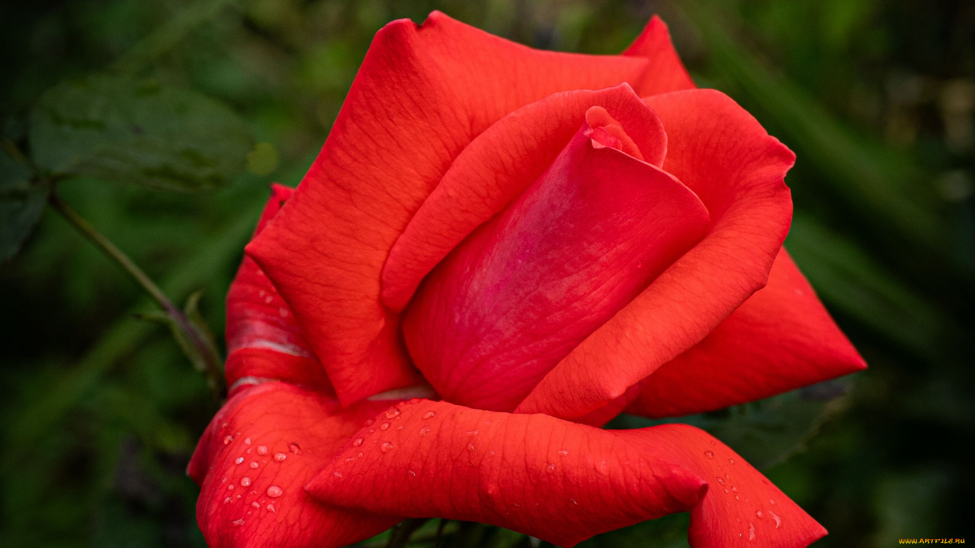 цветы, розы, алая, роза, капли, бутон