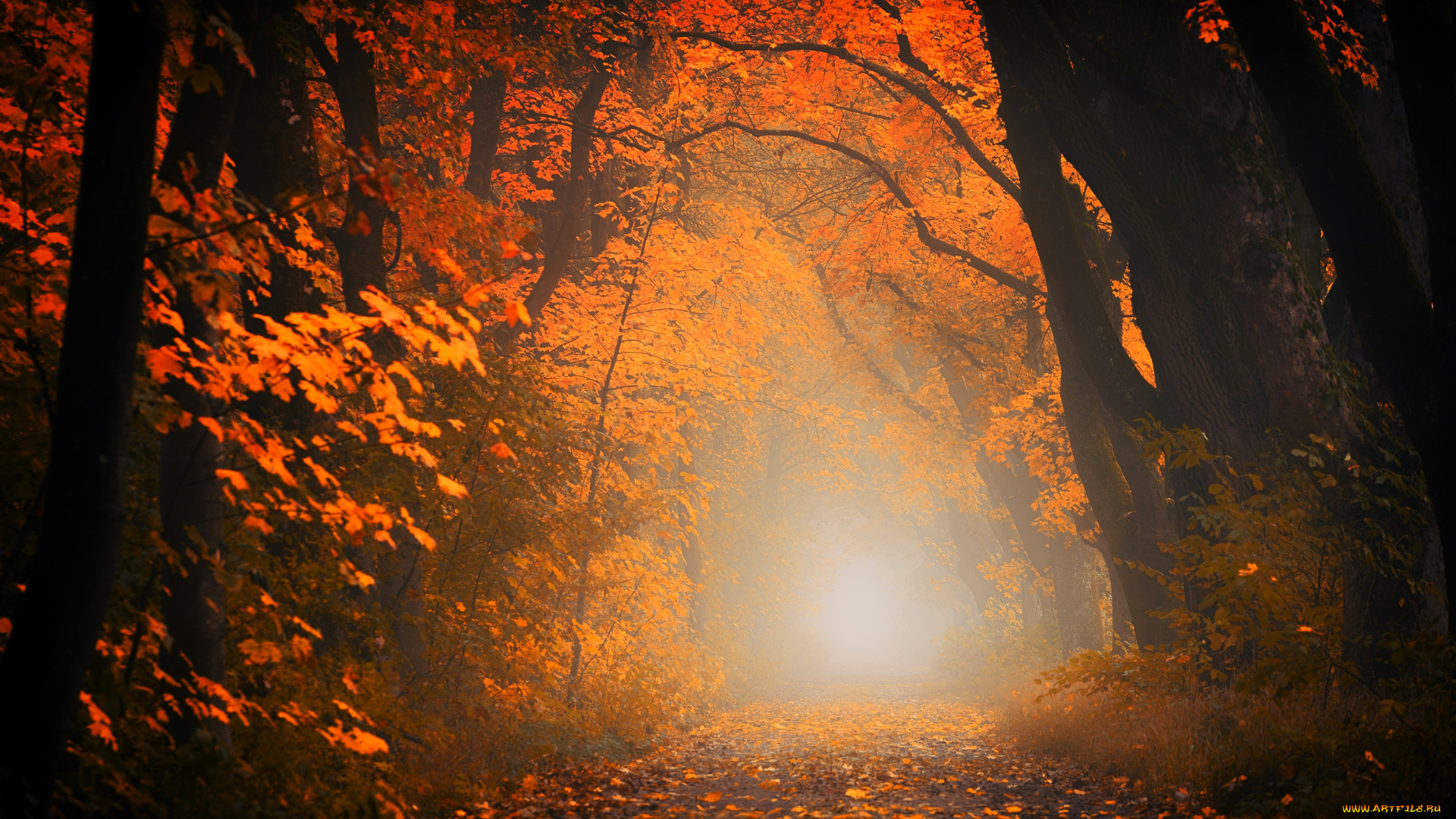 природа, лес, деревья, осень, листья, свет