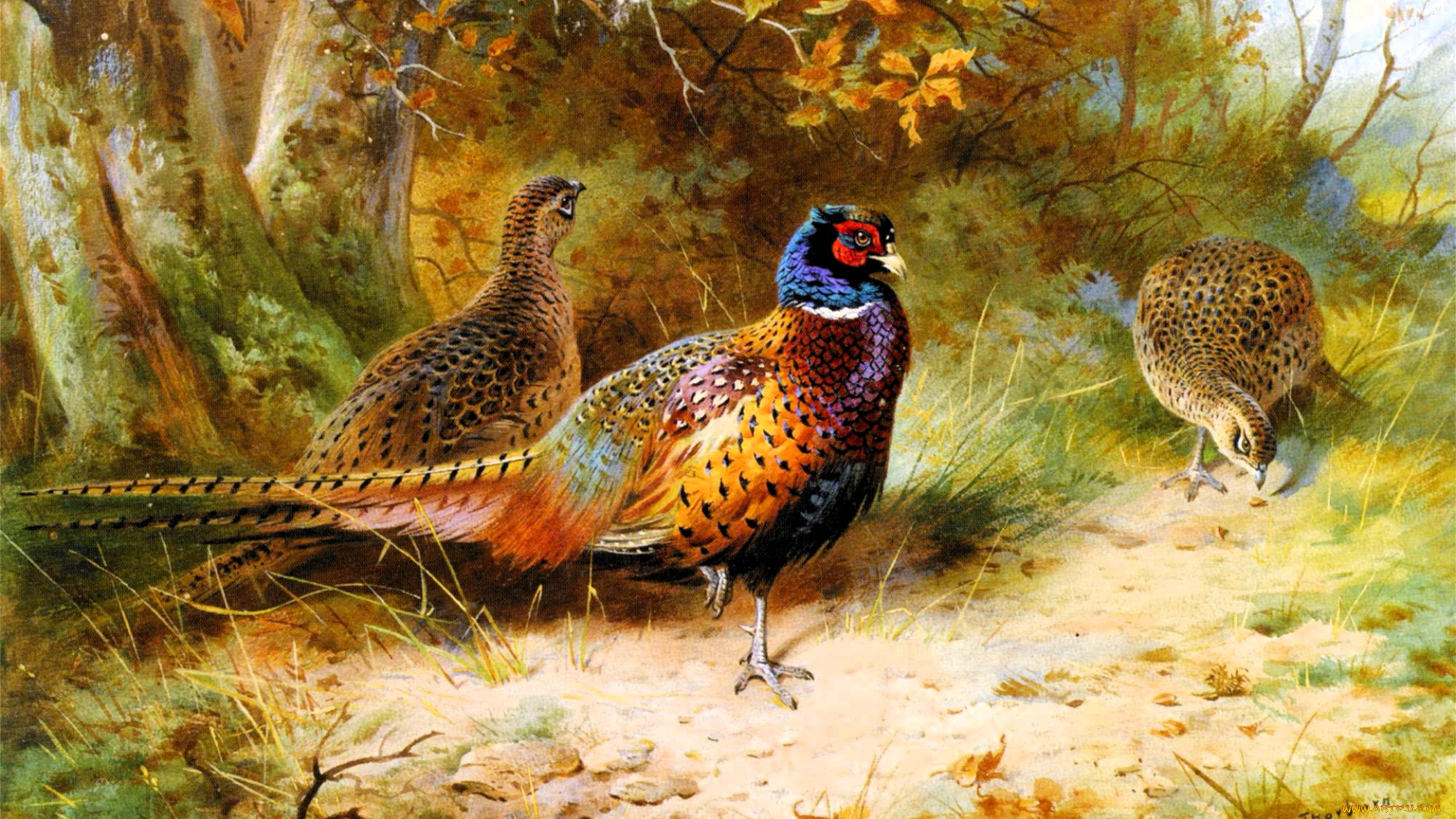 рисованное, archibald, thorburn, фазаны, листья, деревья, кусты, трава, осень