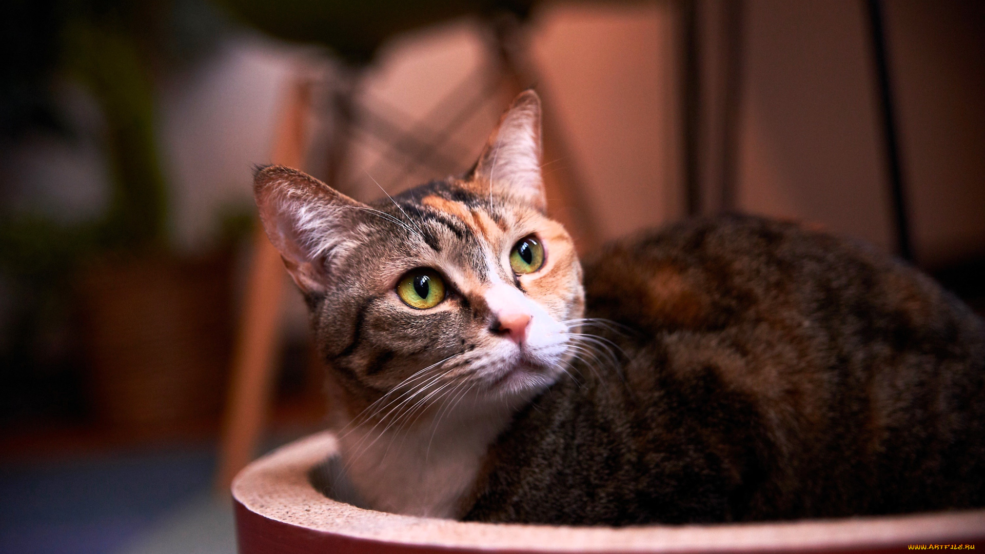 животные, коты, кот, взгляд, емкость