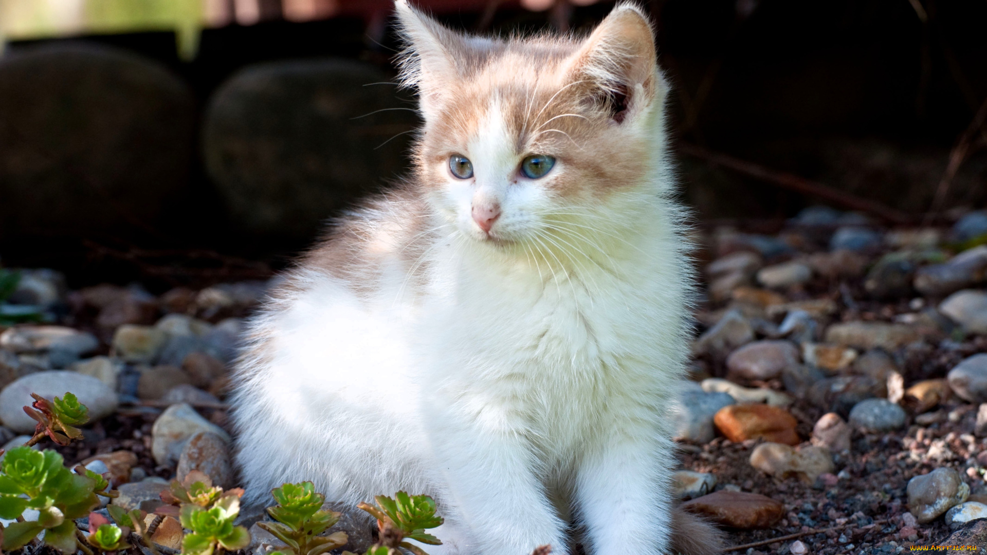 животные, коты, котенок, камни, растения