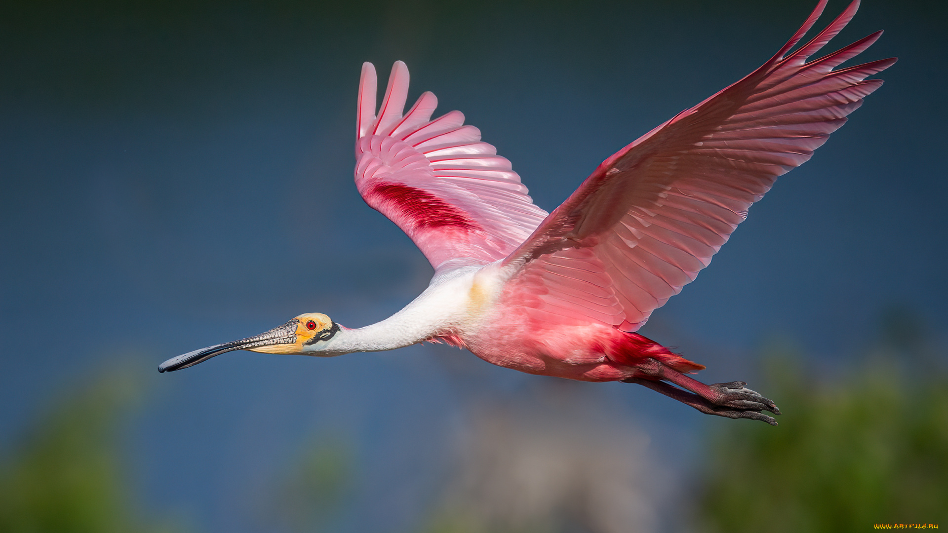 животные, птицы, птица