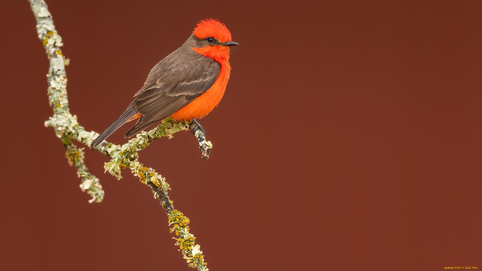 животные, птицы, птица