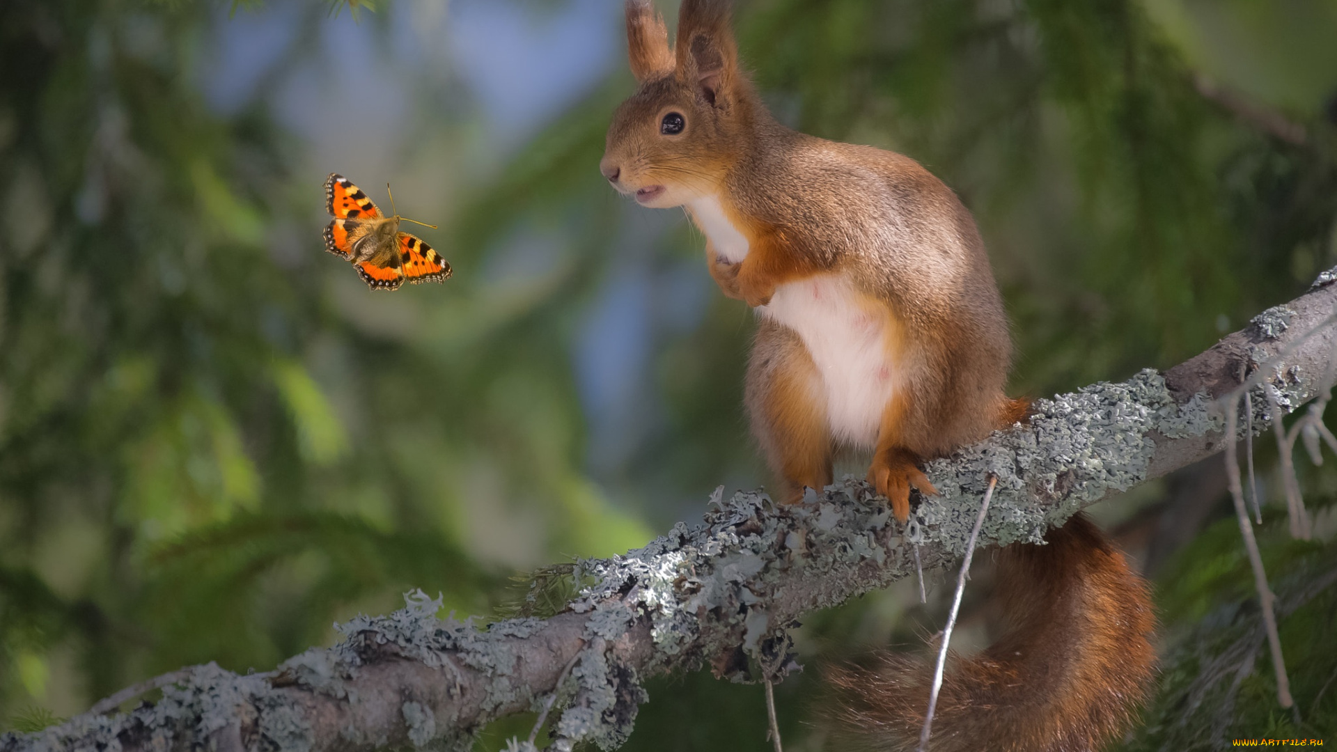 животные, разные, вместе, бабочка, белка