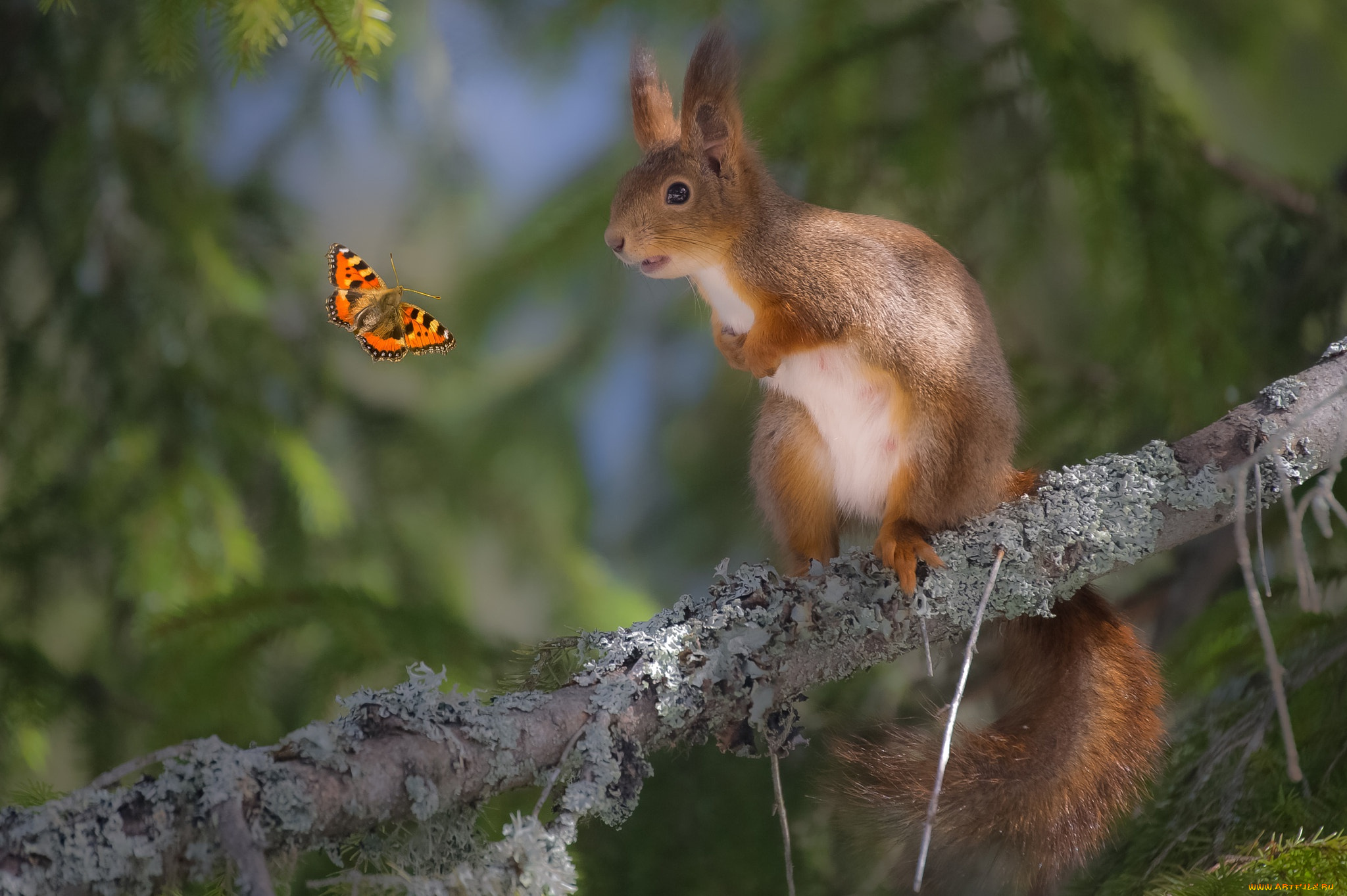 животные, разные, вместе, бабочка, белка