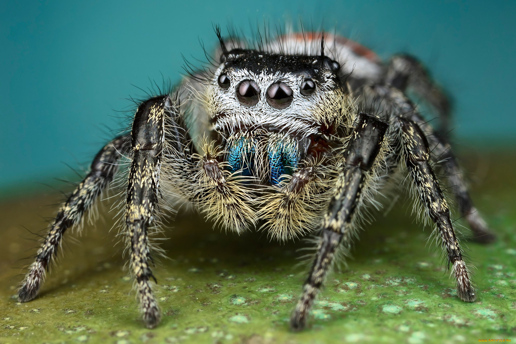 животные, пауки, мохнатый