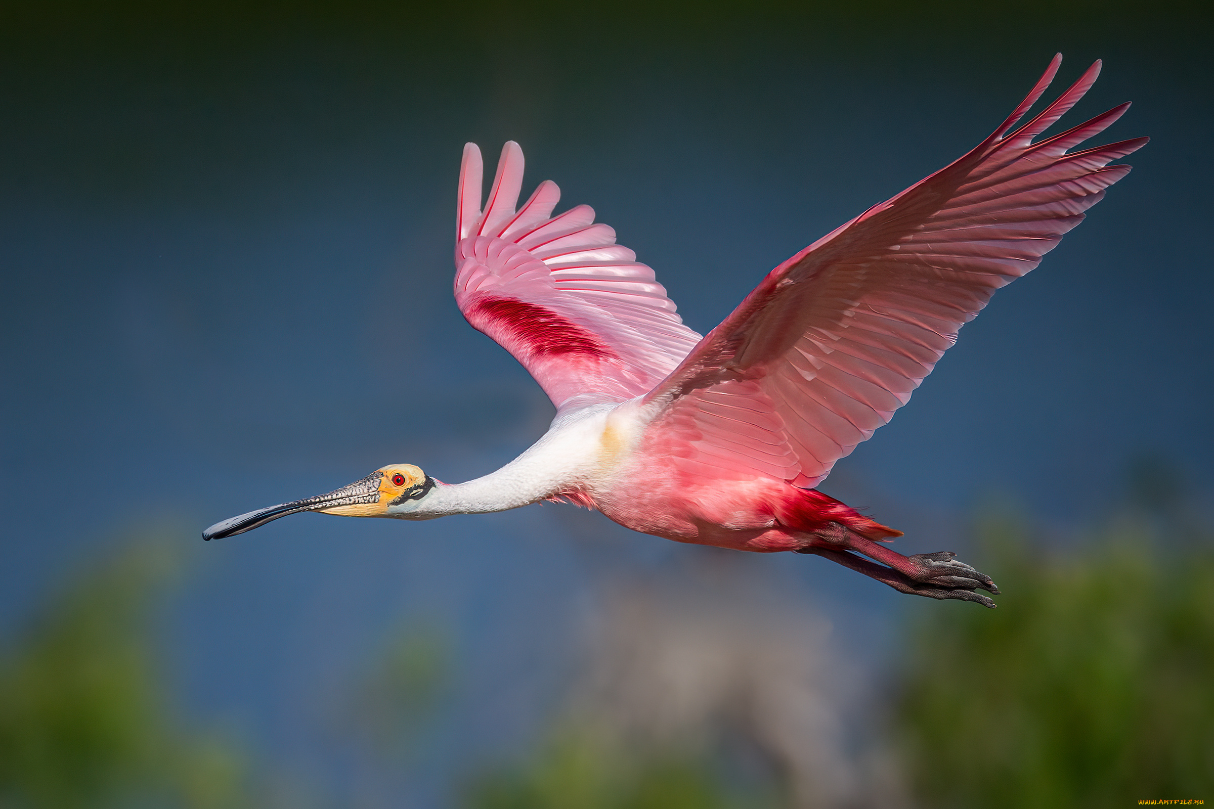 животные, птицы, птица