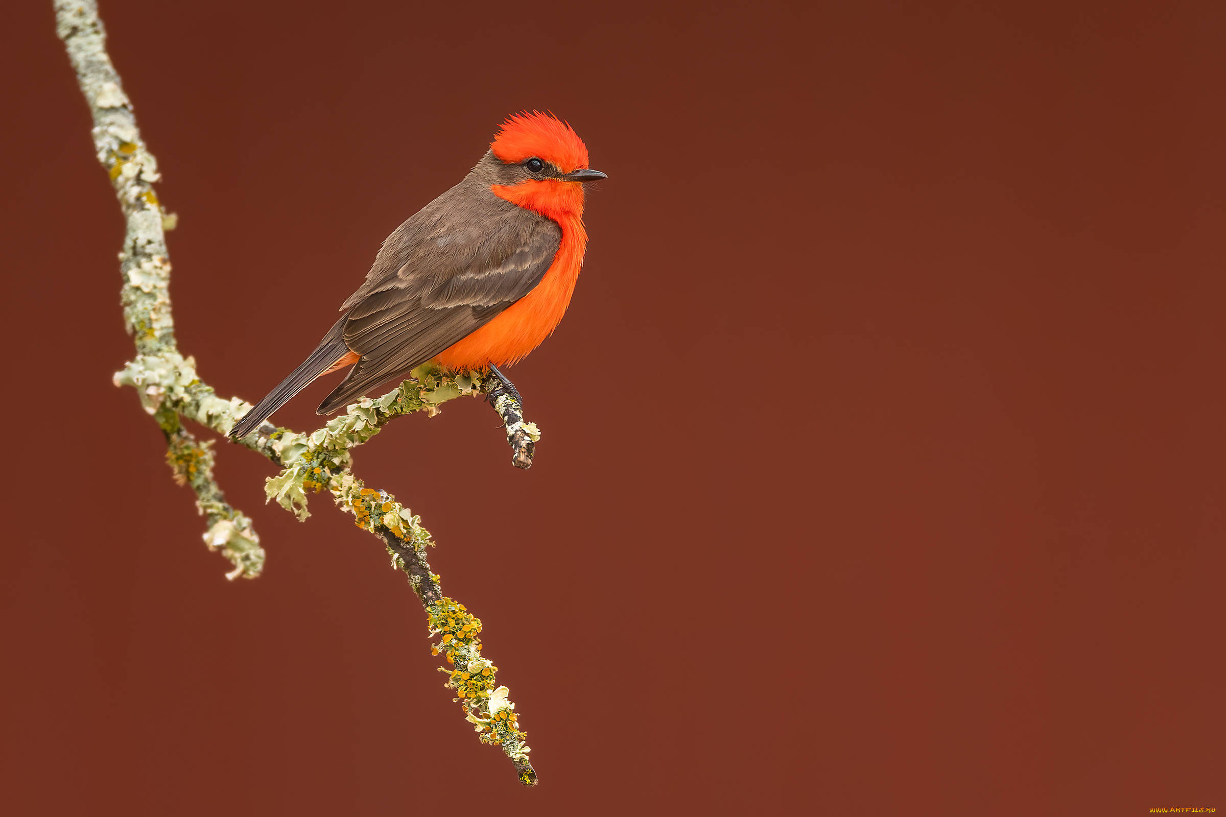 животные, птицы, птица