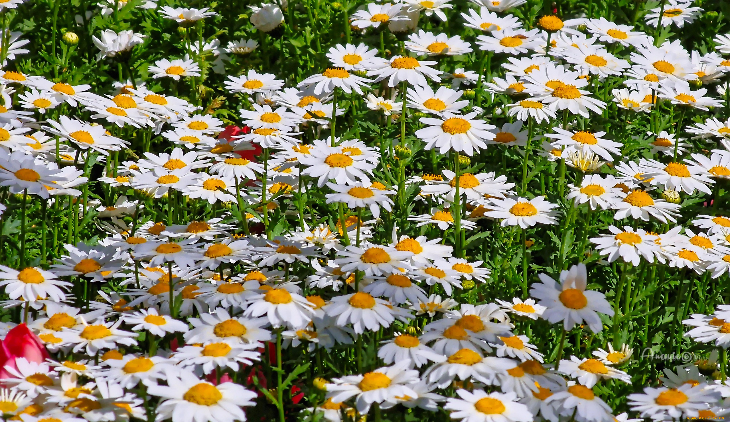 цветы, ромашки