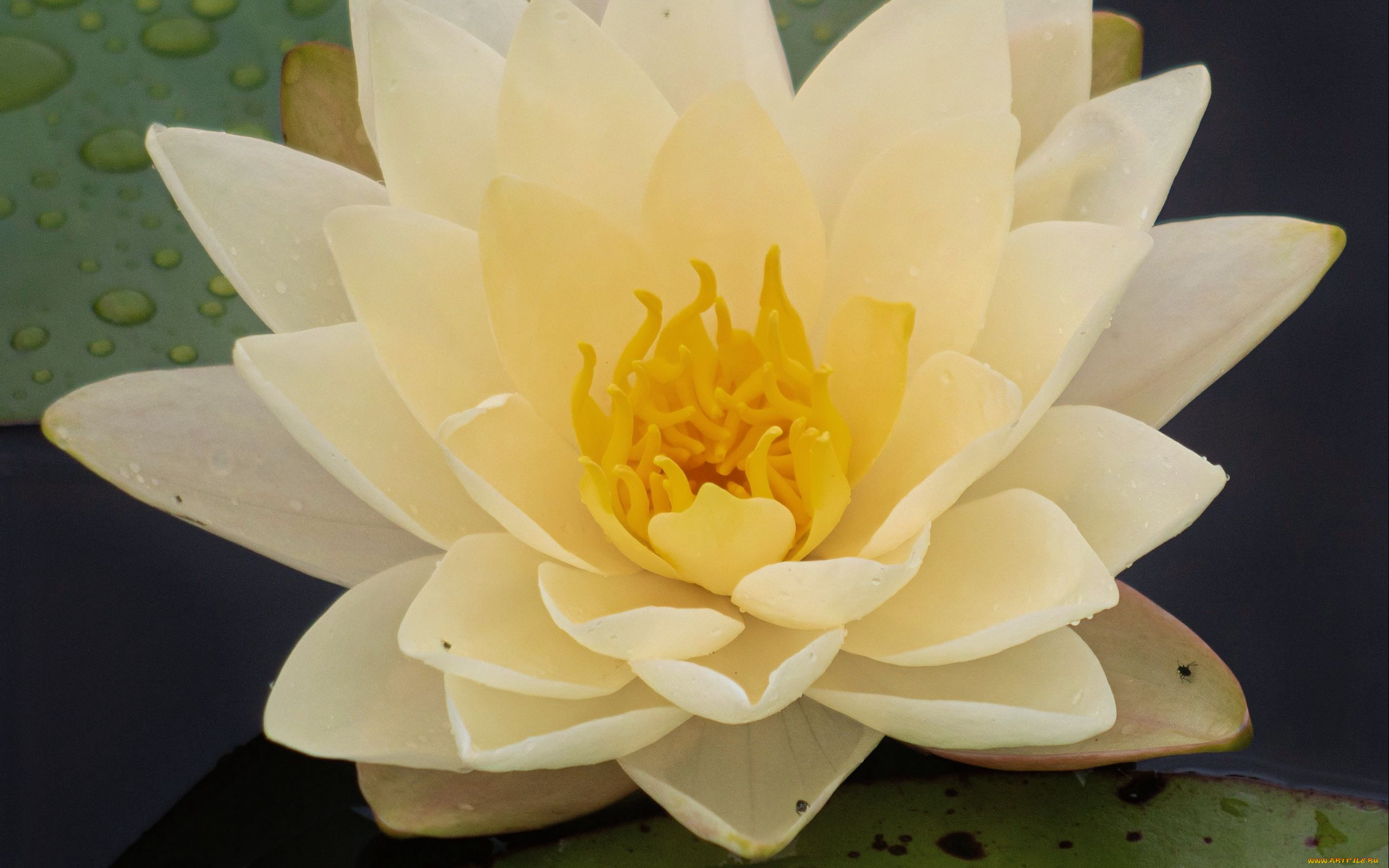 цветы, лилии, водяные, , нимфеи, , кувшинки, водяная, лилия, белая, макро