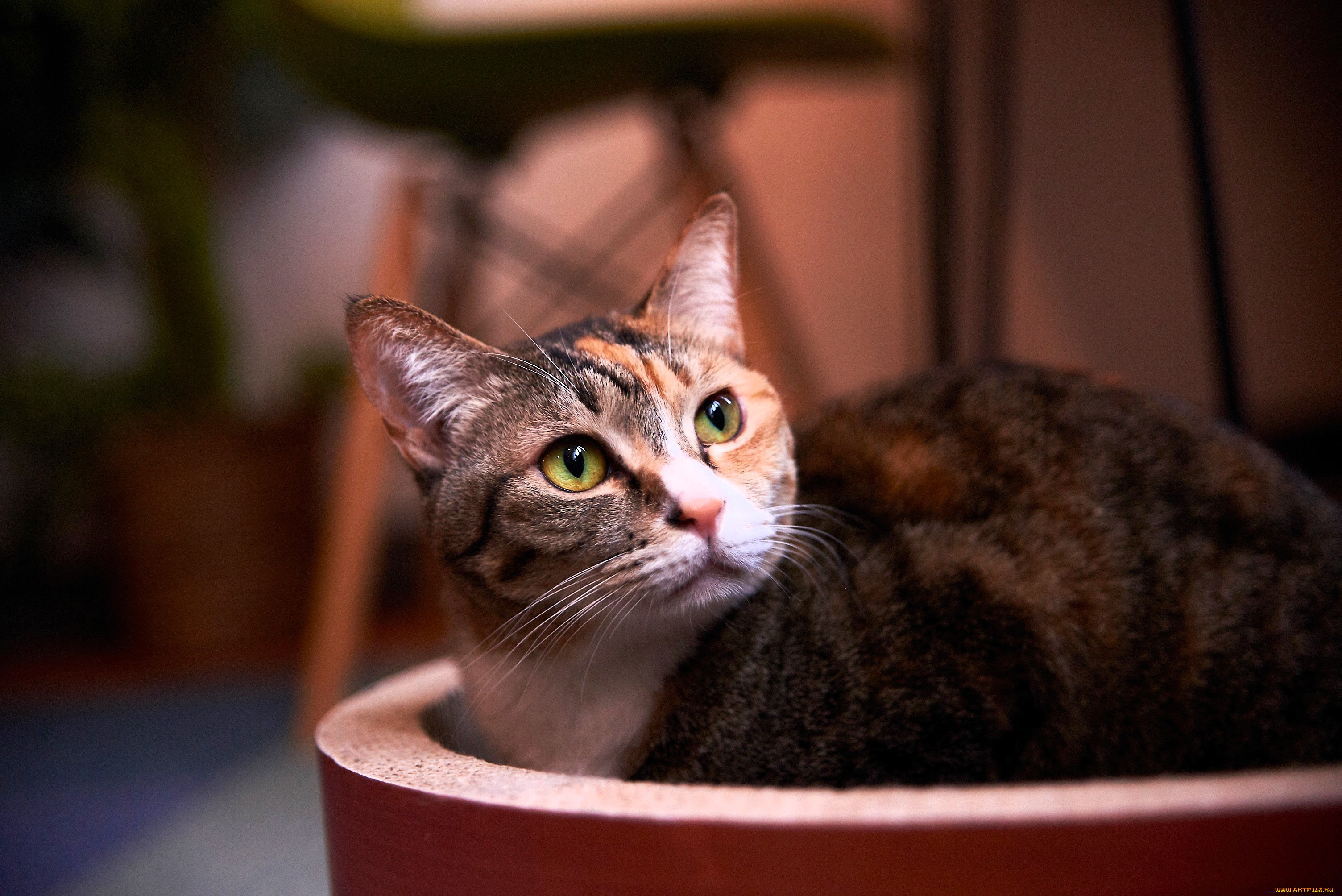 животные, коты, кот, взгляд, емкость