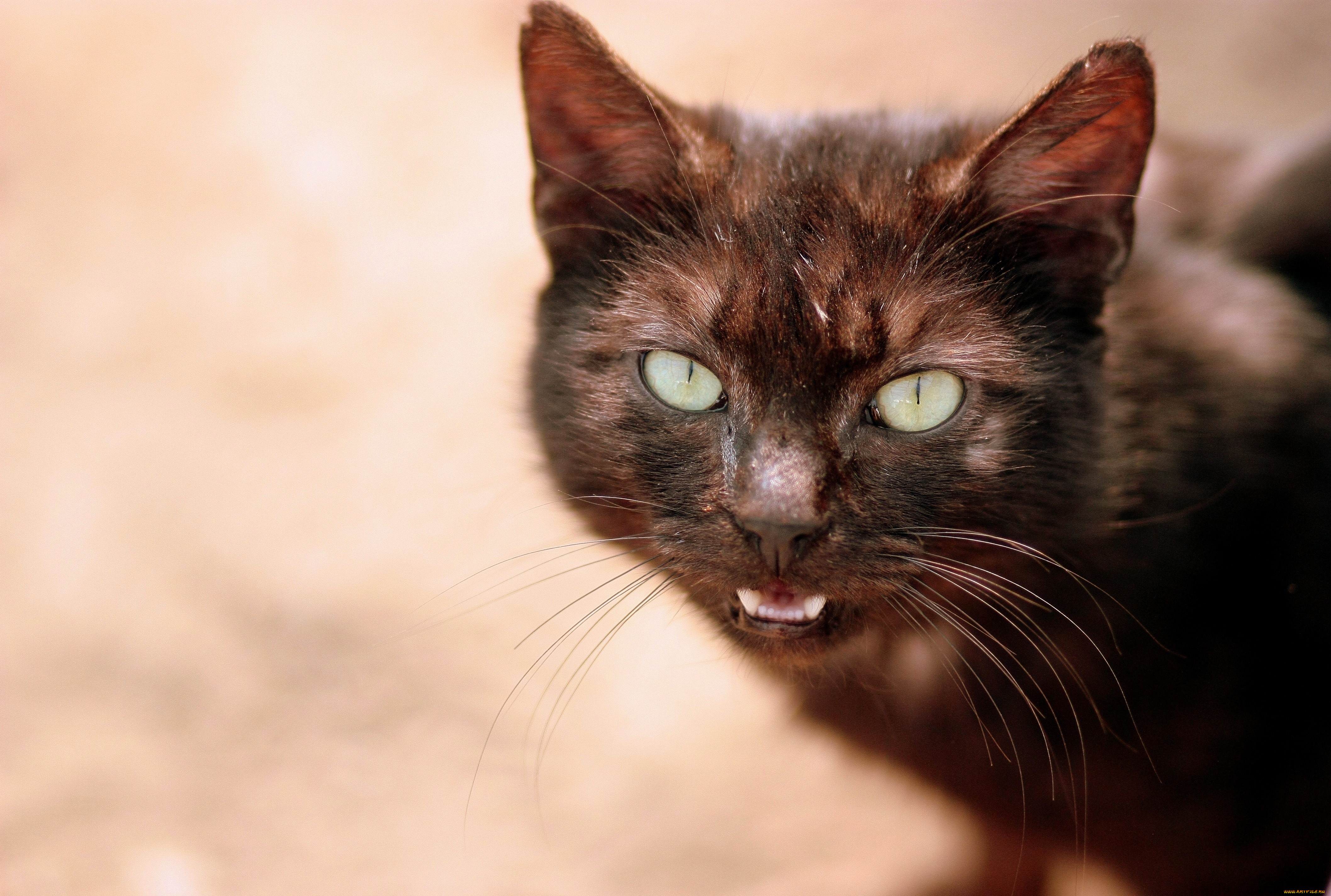 животные, коты, кот, коричневый