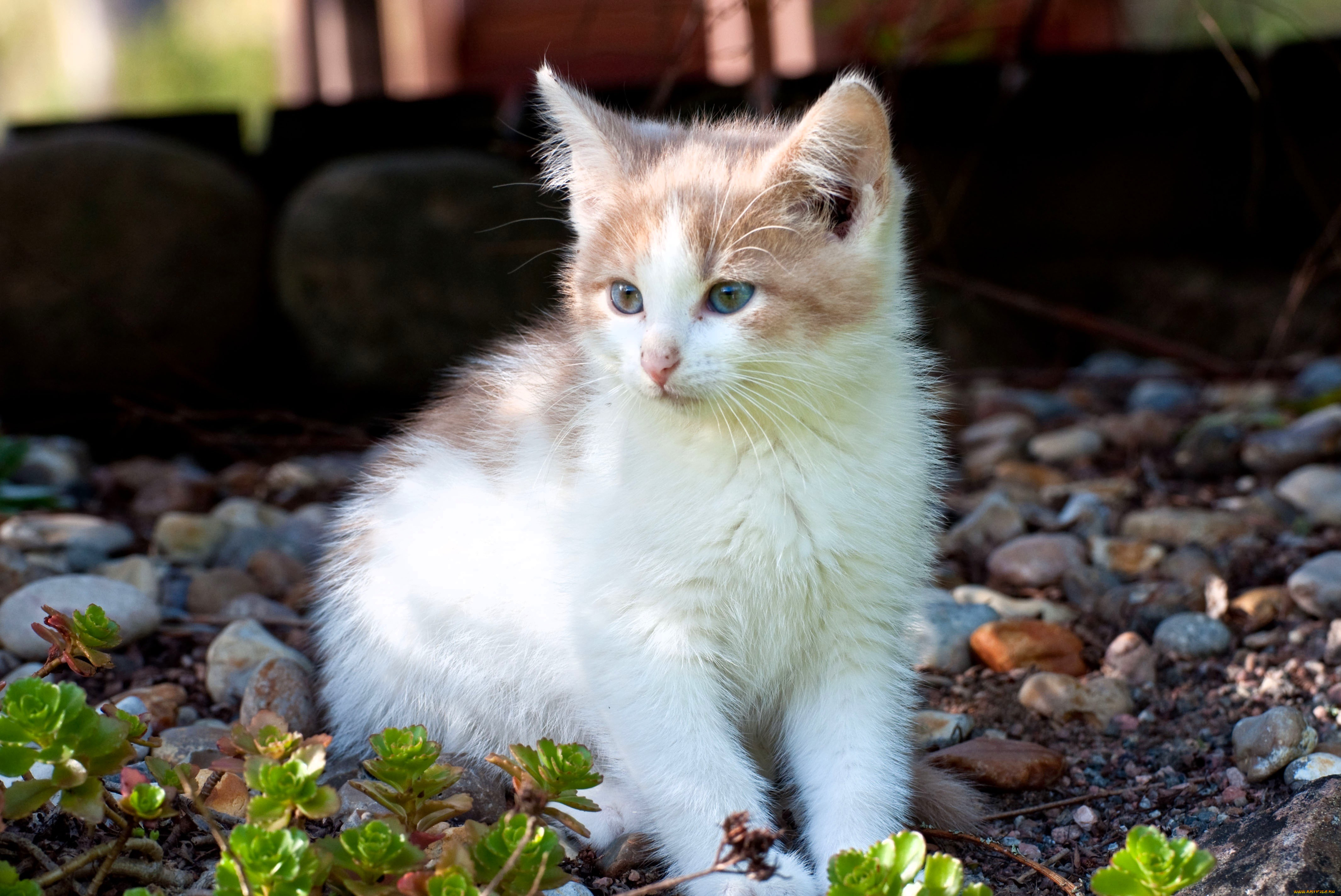 животные, коты, котенок, камни, растения