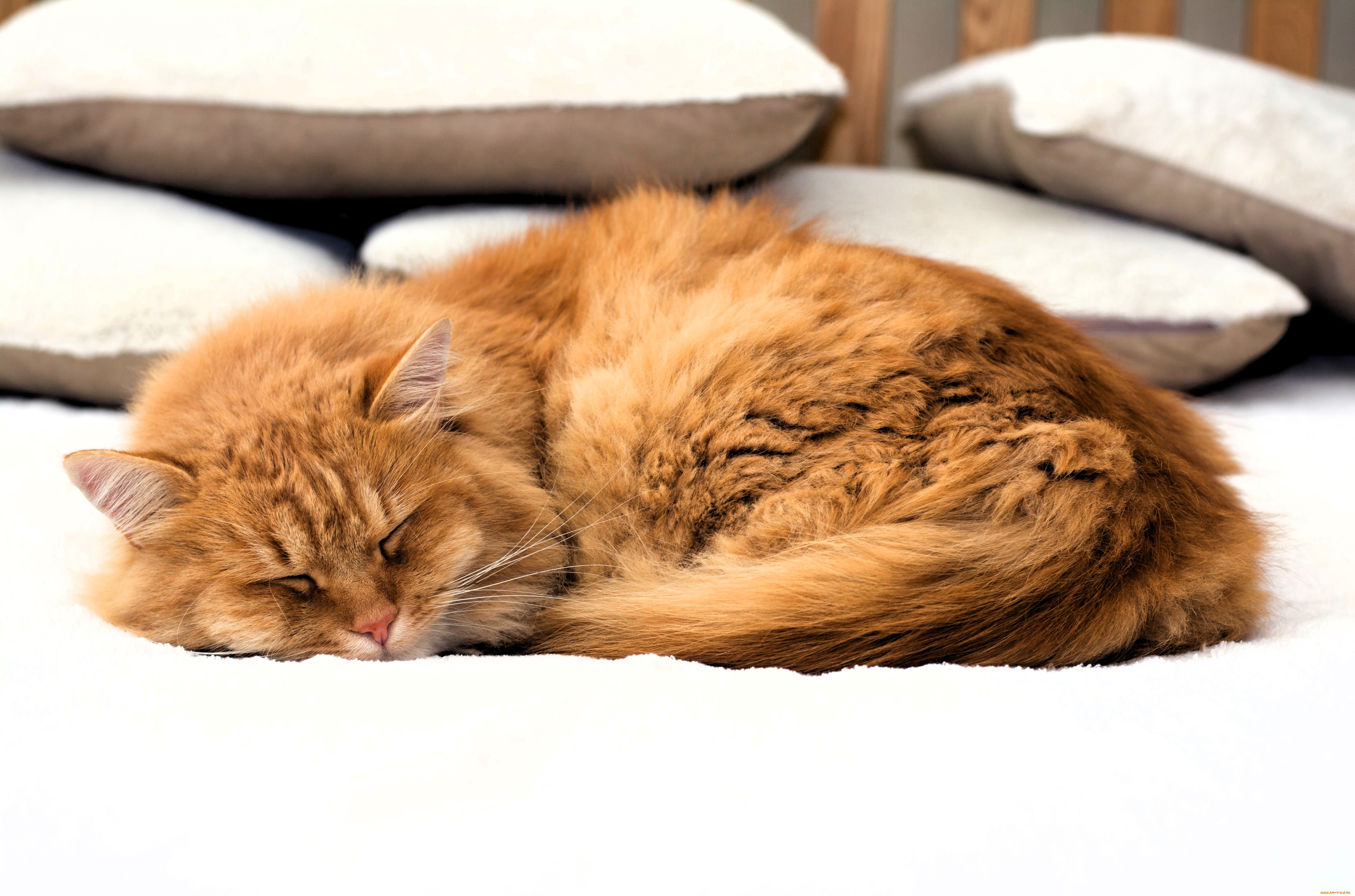 животные, коты, кот, рыжий, постель, подушки