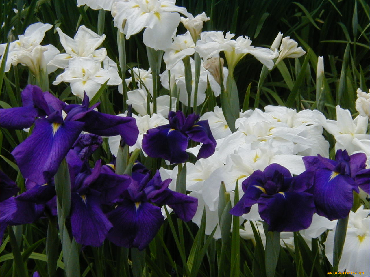 цветы, ирисы