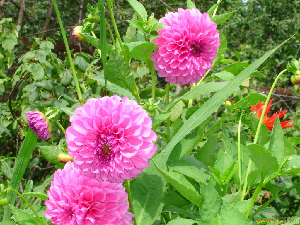 цветы, георгины