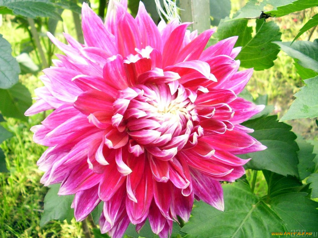 цветы, георгины