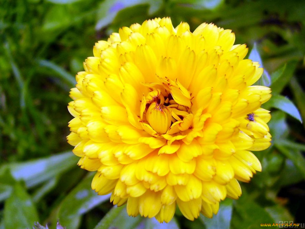 цветы, календула