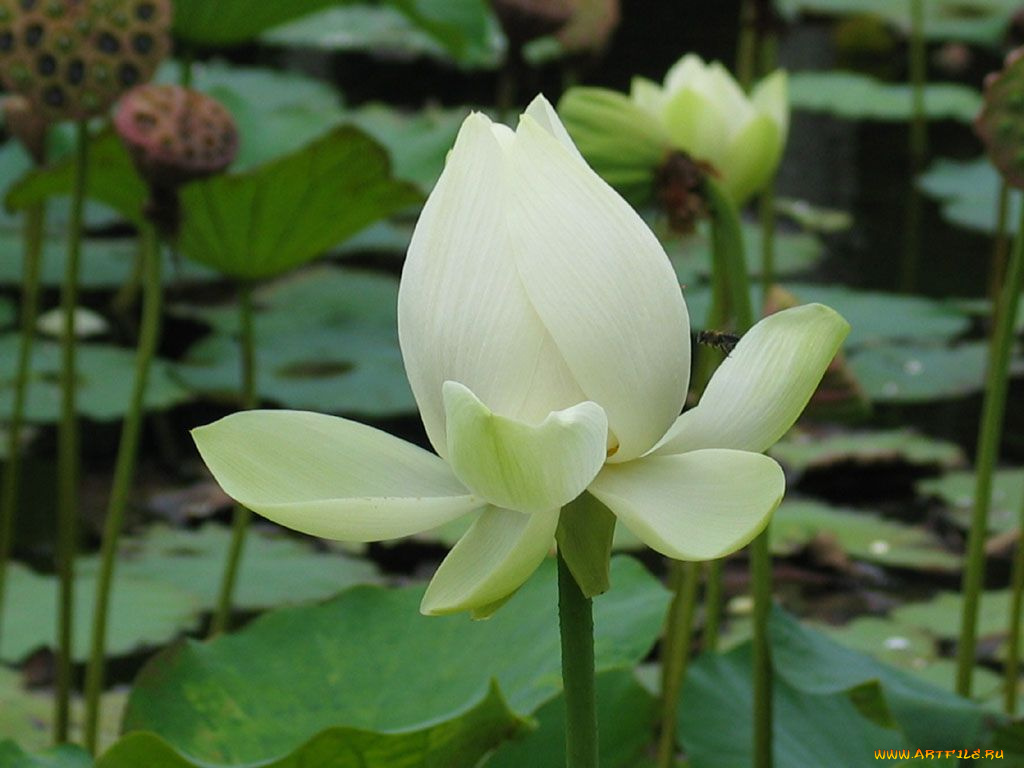 цветы, лотосы