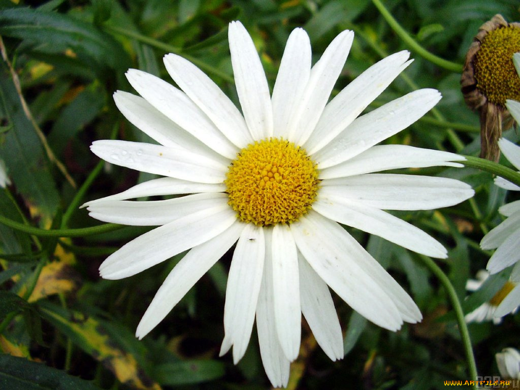 цветы, ромашки