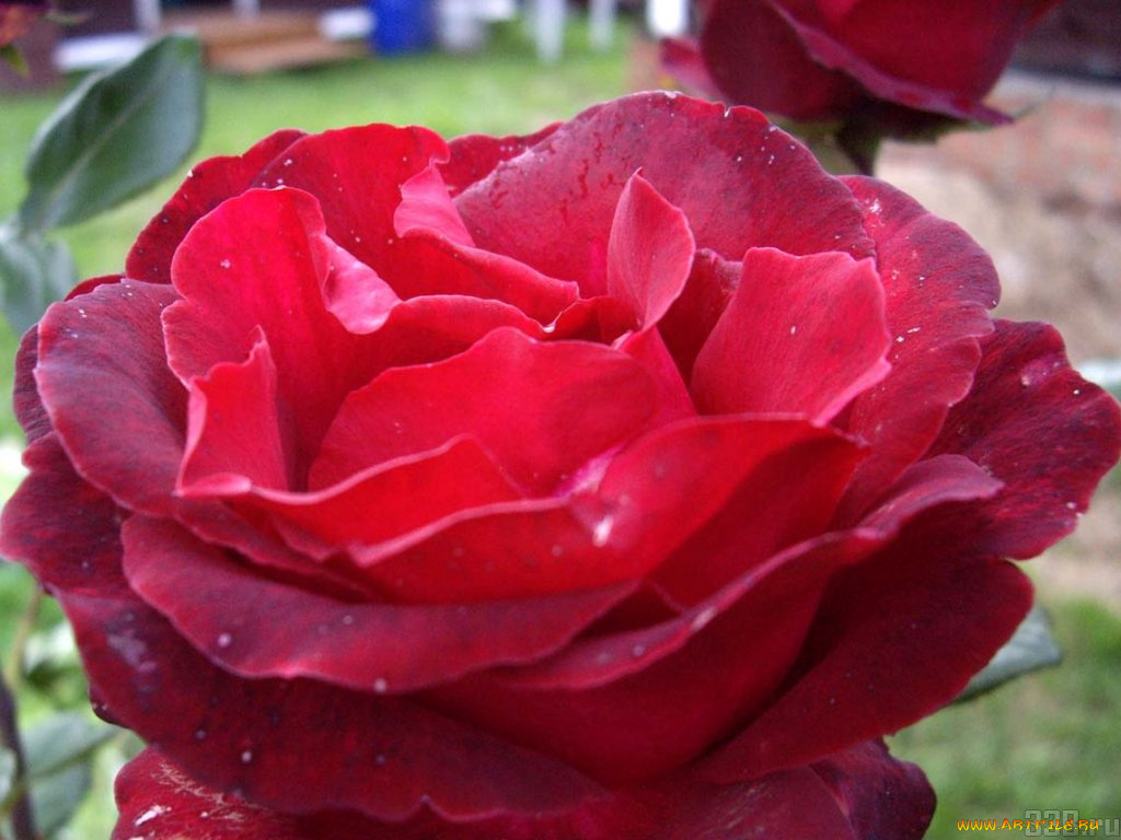 цветы, розы