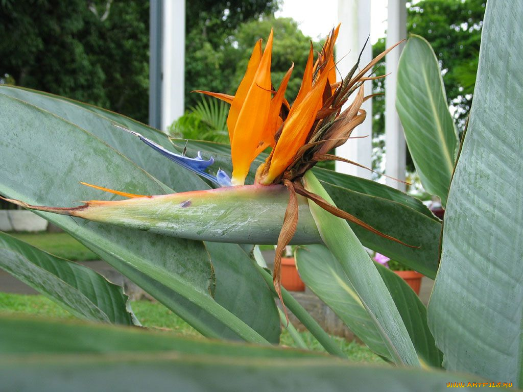 цветы, стрелиция, райская, птица