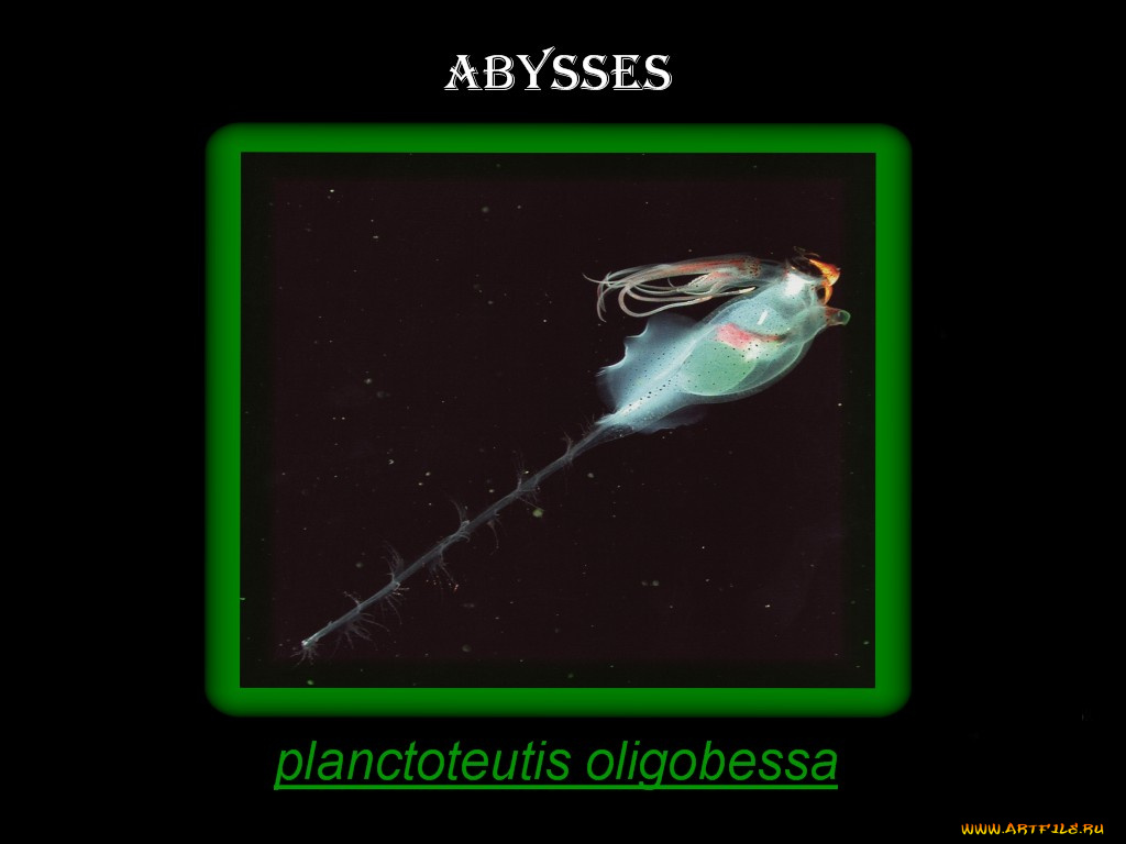 животные, морская, фауна