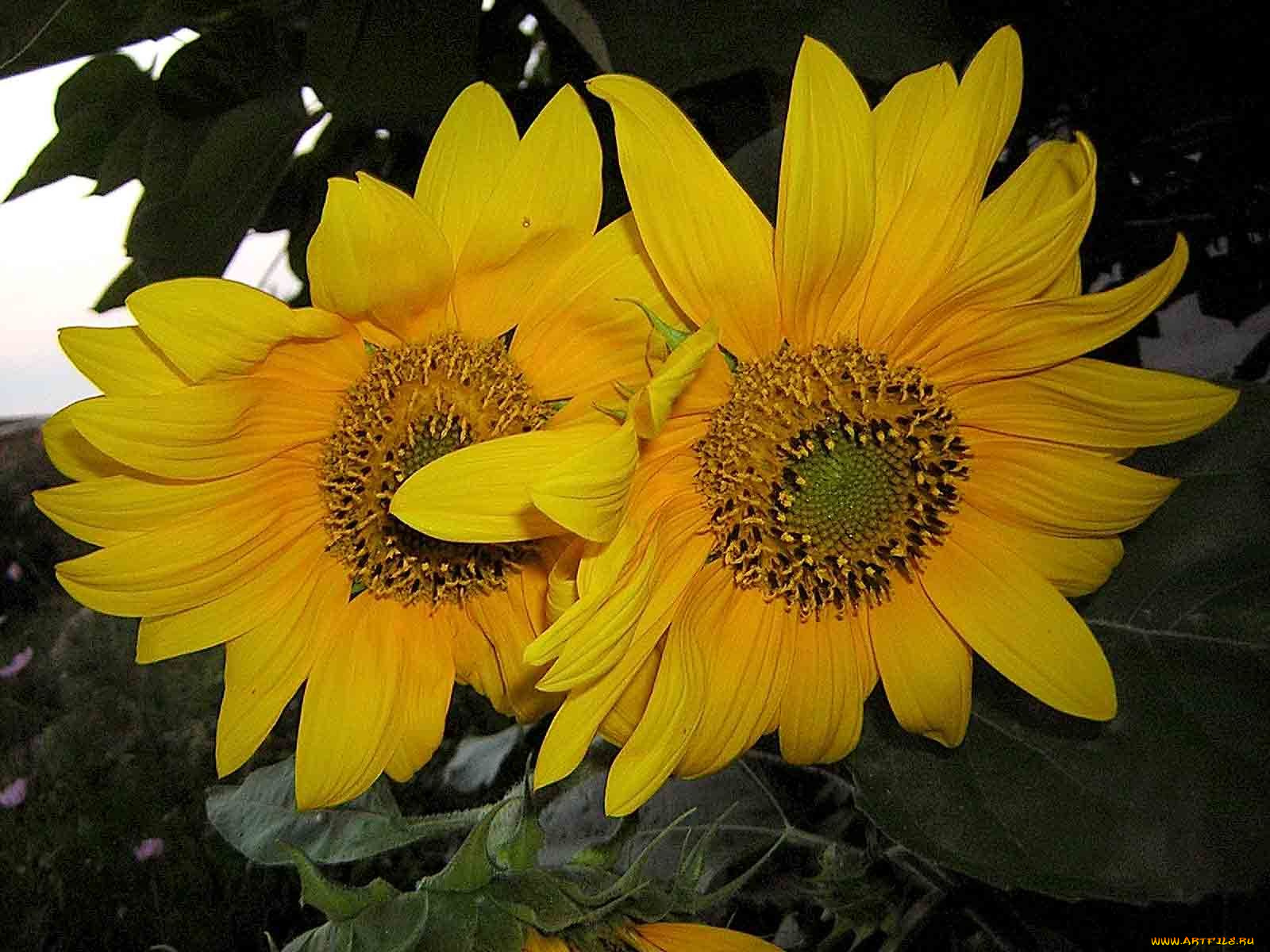 цветы, подсолнухи