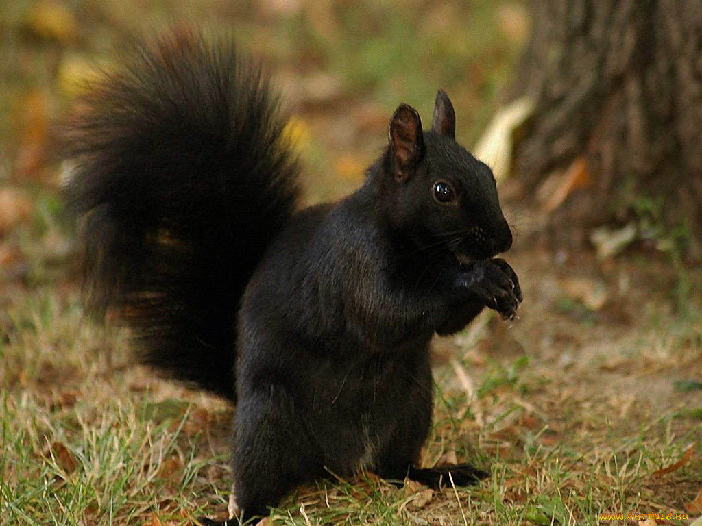 животные, белки