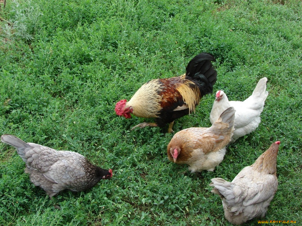 животные, куры, петухи