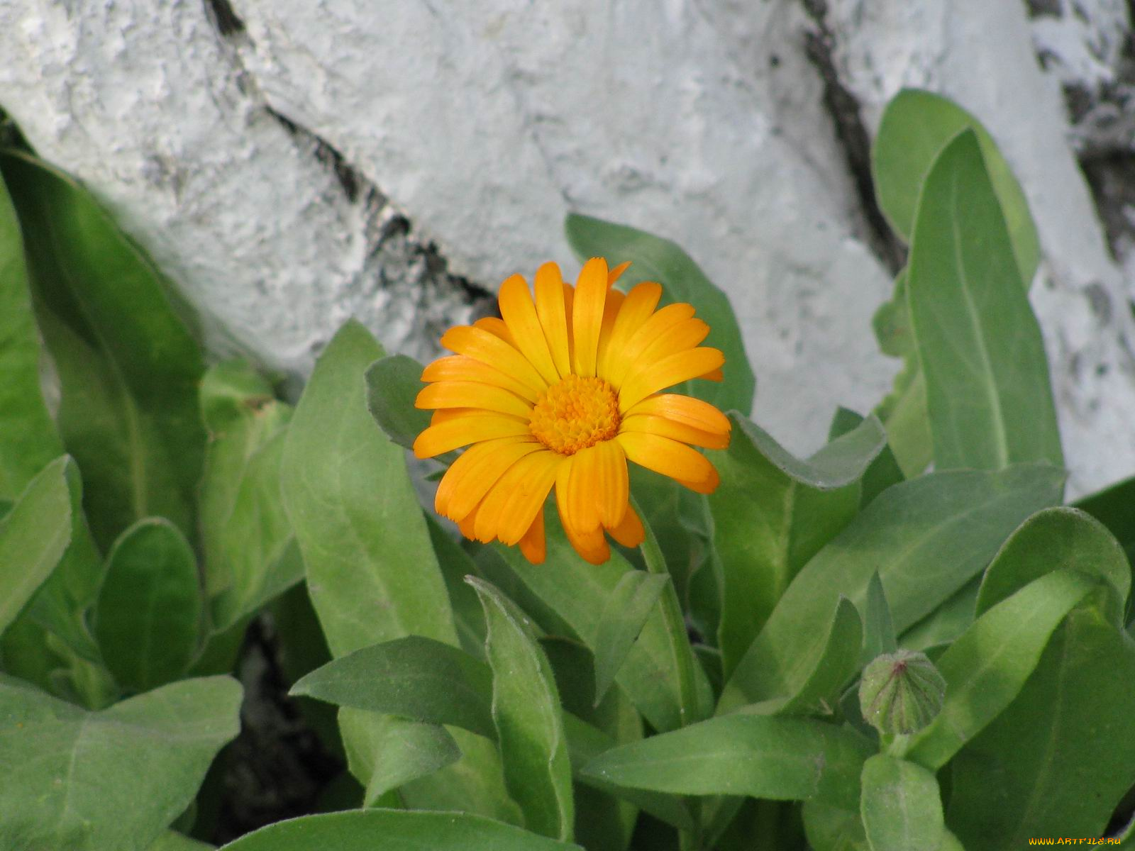 цветы, календула