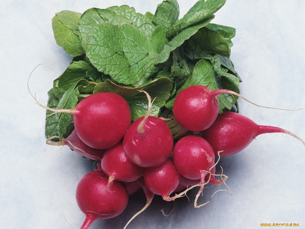 еда, редис, репа, редька