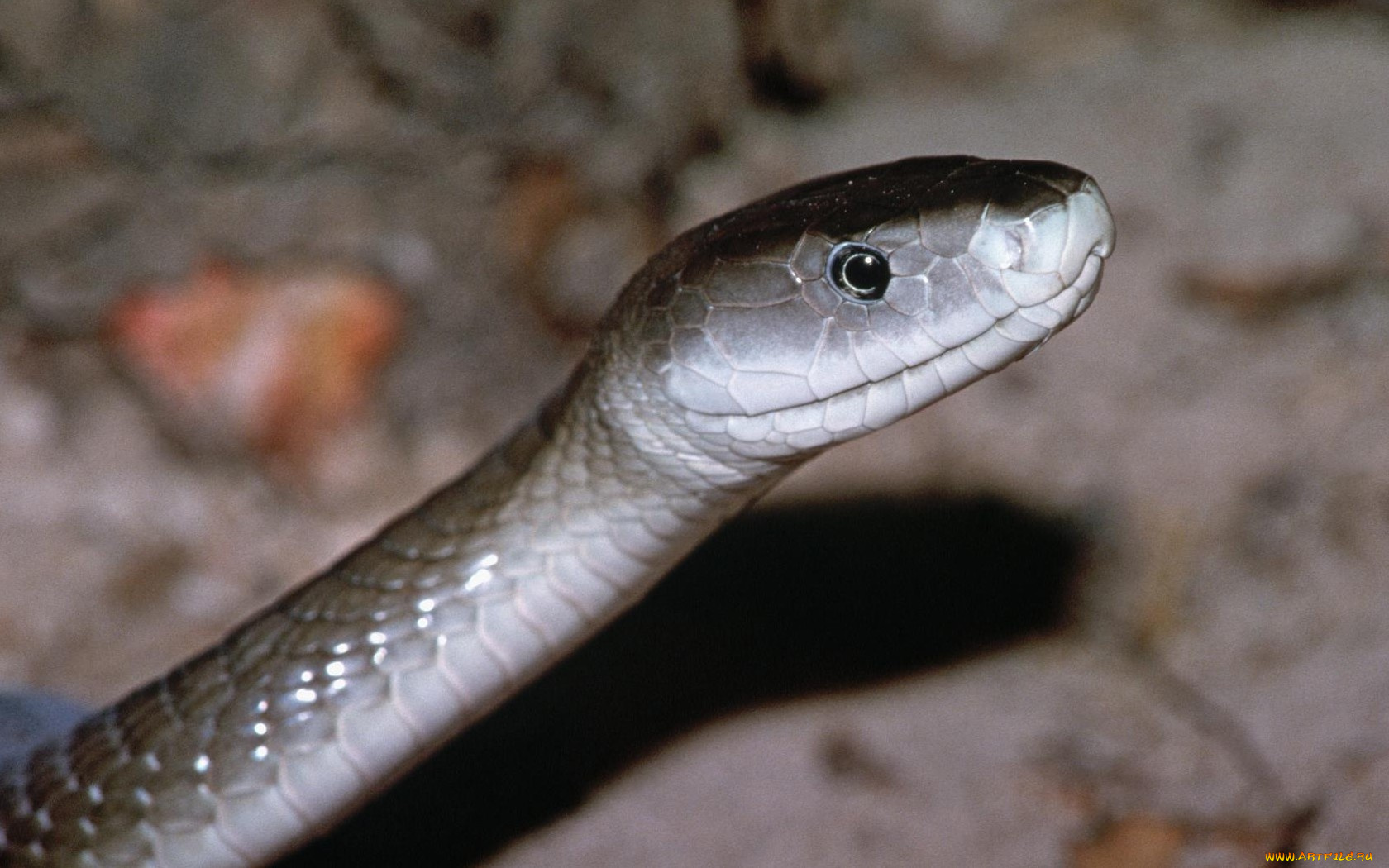 животные, змеи, питоны, кобры