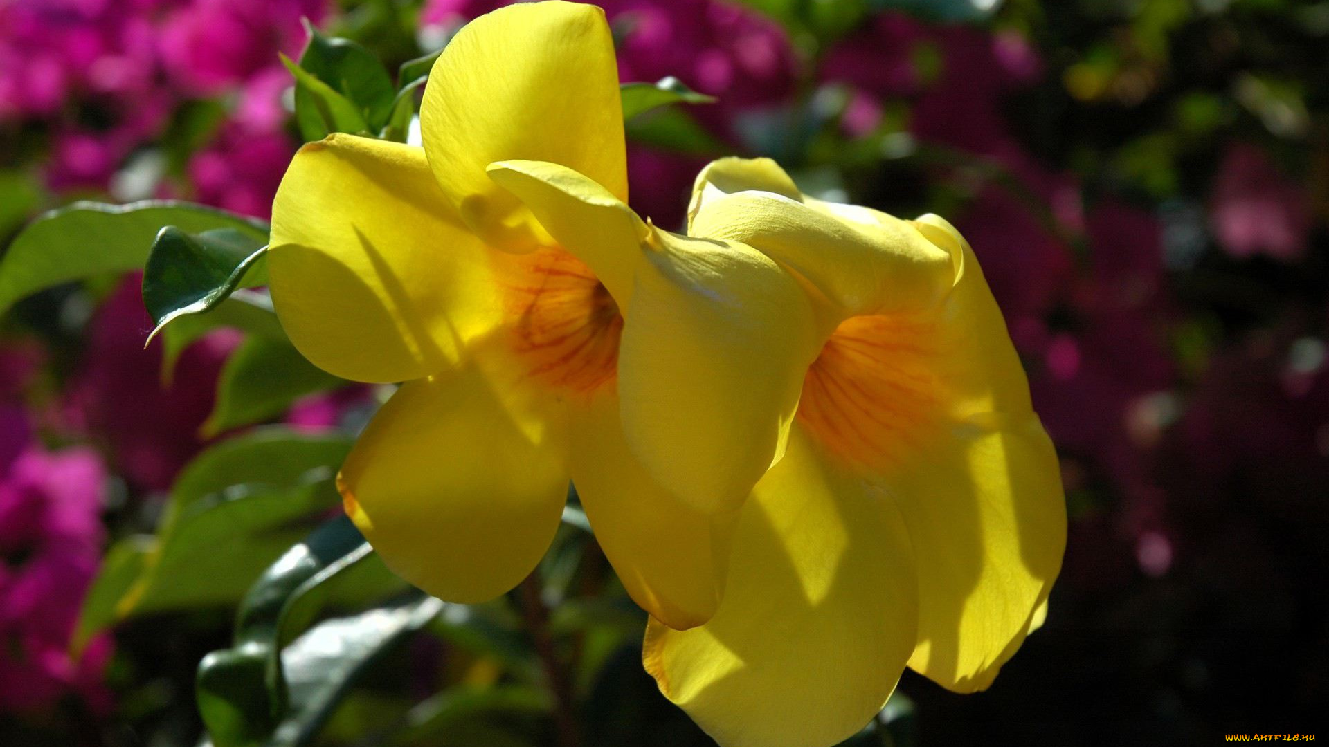 цветы, алламанда